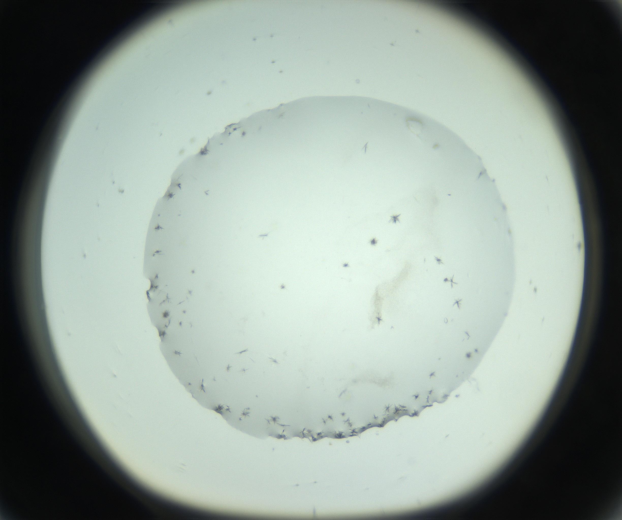 RI01_03_000_0212_Proj1_Clon1_MC_0000MC103005_003_161121_08_07_01_00_99_002_001_RAI.jpg