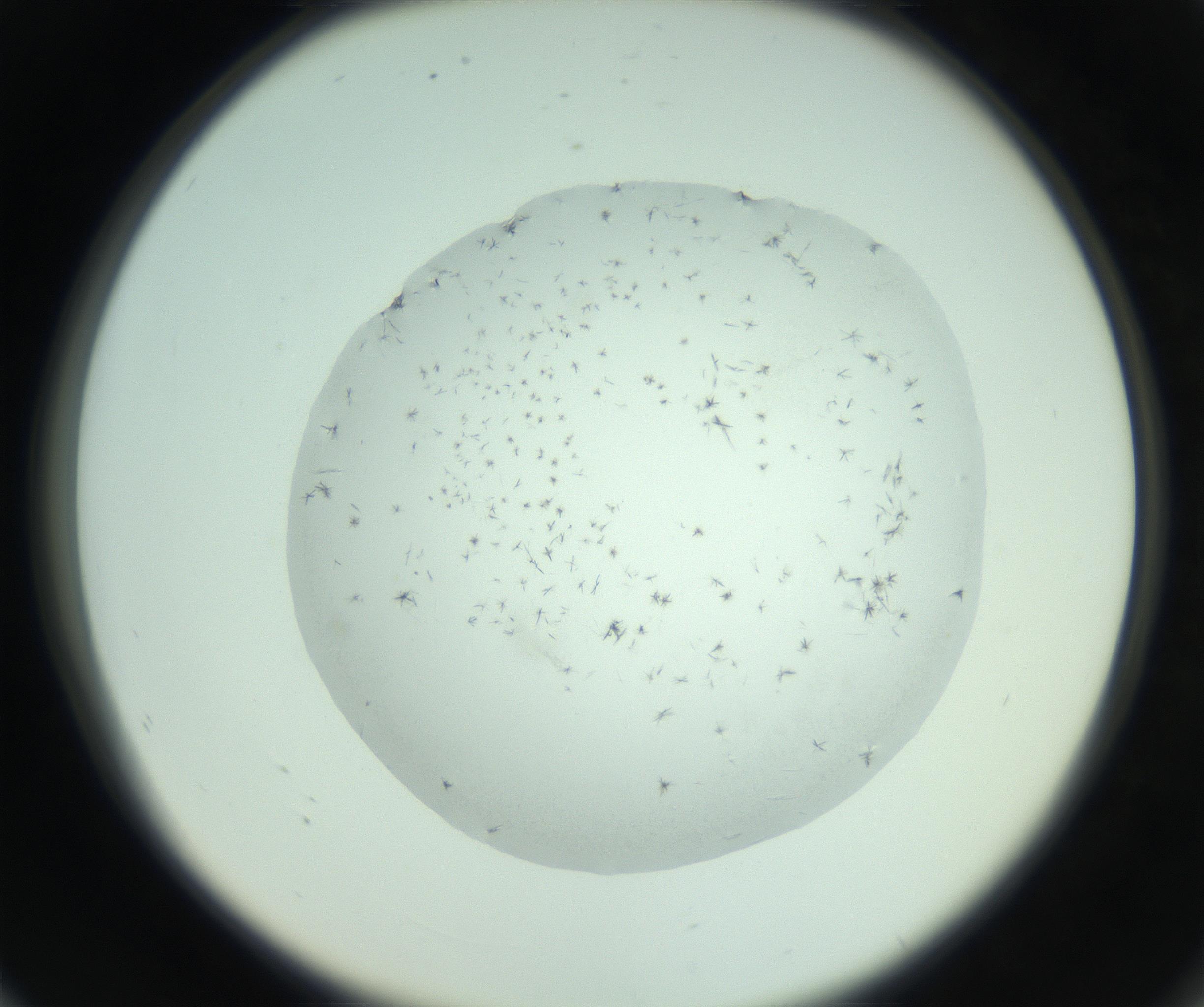 RI01_03_000_0212_Proj1_Clon1_MC_0000MC103005_003_161121_08_07_02_00_99_002_001_RAI.jpg