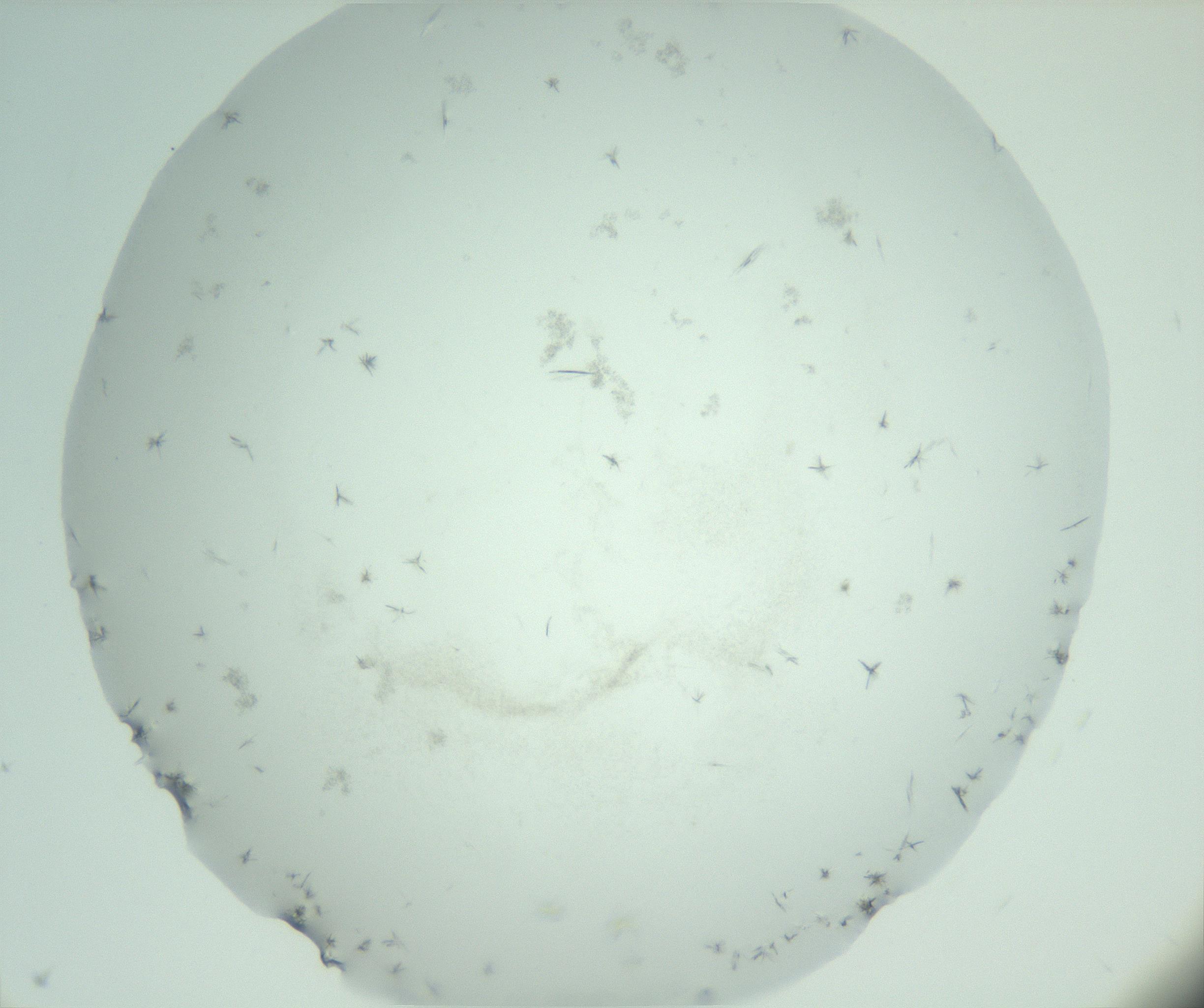 RI01_03_000_0212_Proj1_Clon1_MC_0000MC103005_003_161121_09_03_01_00_99_002_001_RAI.jpg