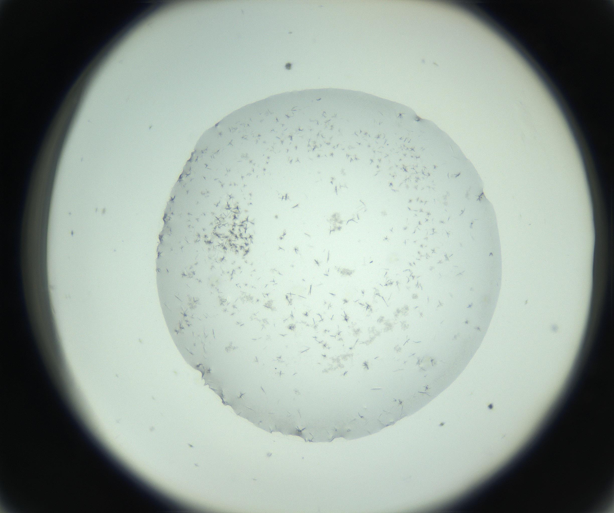 RI01_03_000_0212_Proj1_Clon1_MC_0000MC103005_003_161121_09_03_02_00_99_002_001_RAI.jpg