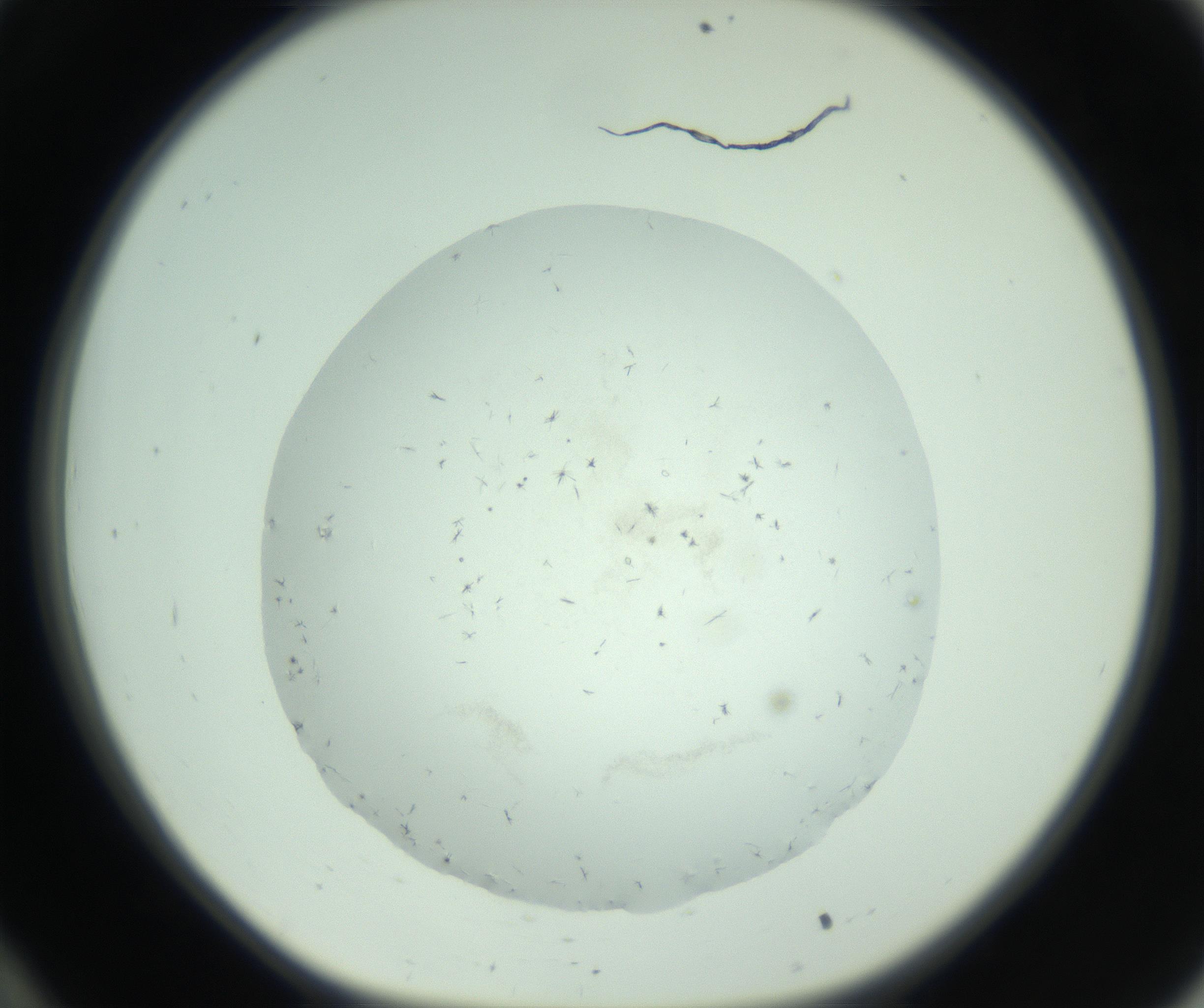 RI01_03_000_0212_Proj1_Clon1_MC_0000MC103005_003_161121_10_03_01_00_99_002_001_RAI.jpg