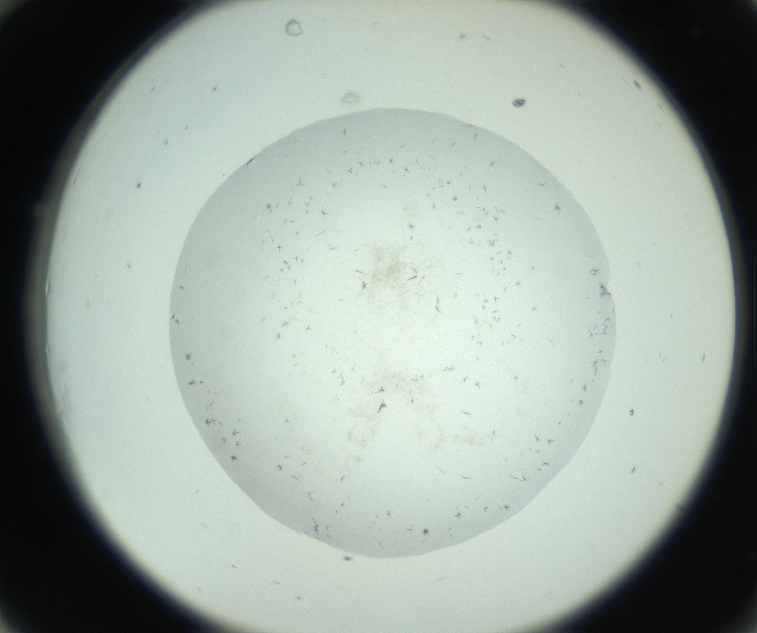 RI01_03_000_0212_Proj1_Clon1_MC_0000MC103005_003_161121_10_03_02_00_99_002_001_RAI.jpg