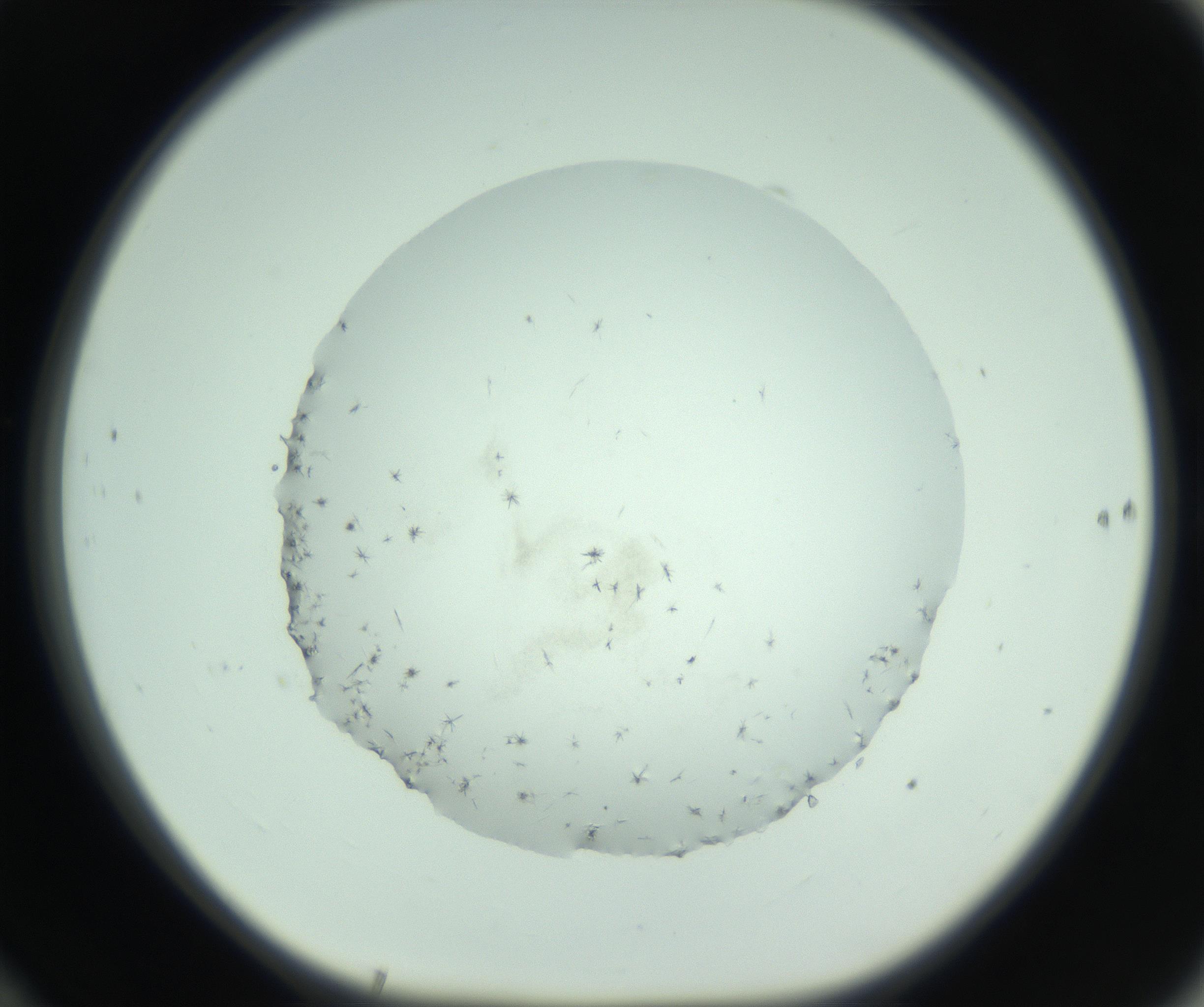 RI01_03_000_0212_Proj1_Clon1_MC_0000MC103005_003_161121_10_06_01_00_99_002_001_RAI.jpg