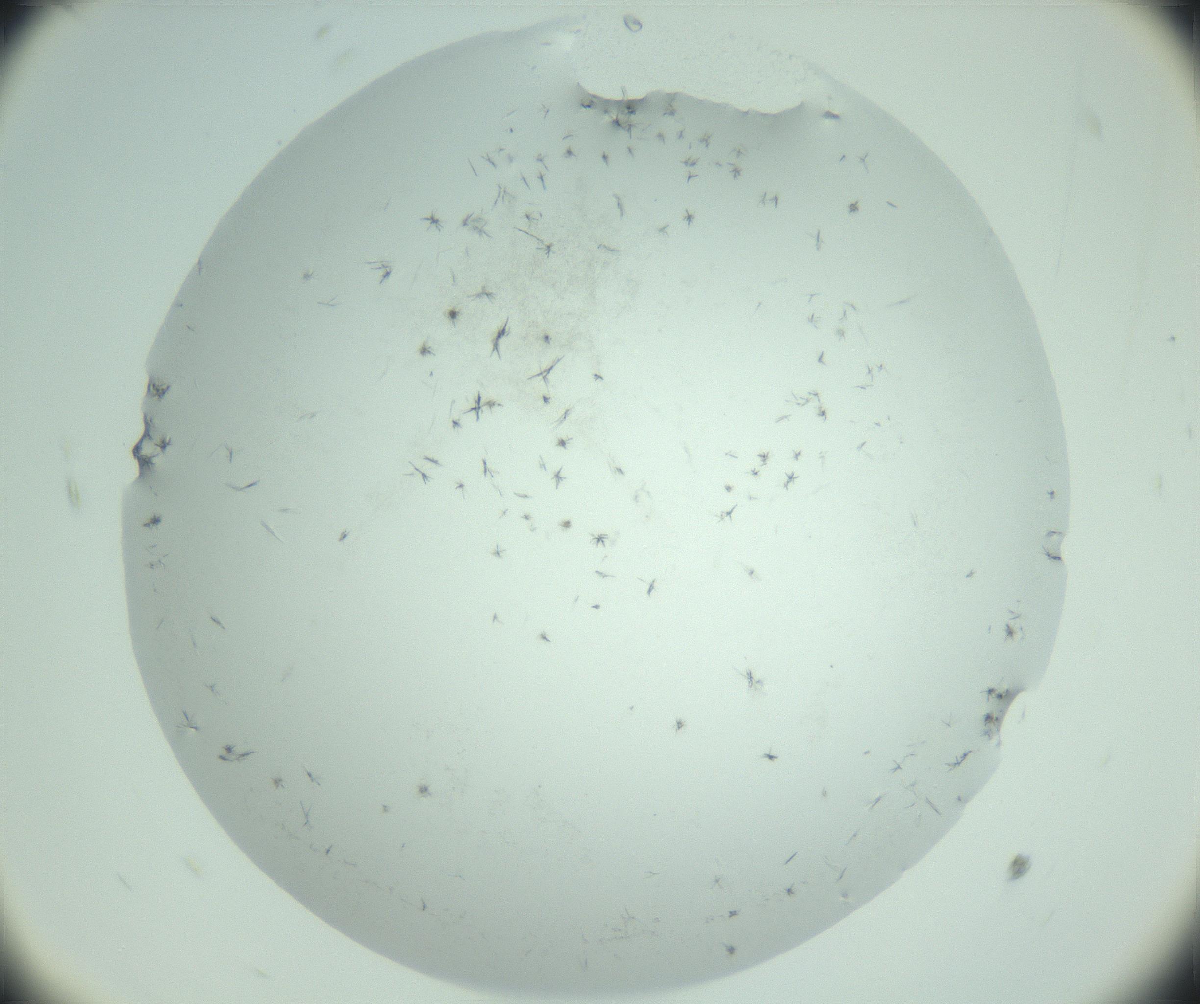 RI01_03_000_0212_Proj1_Clon1_MC_0000MC103005_003_161121_10_06_02_00_99_002_001_RAI.jpg