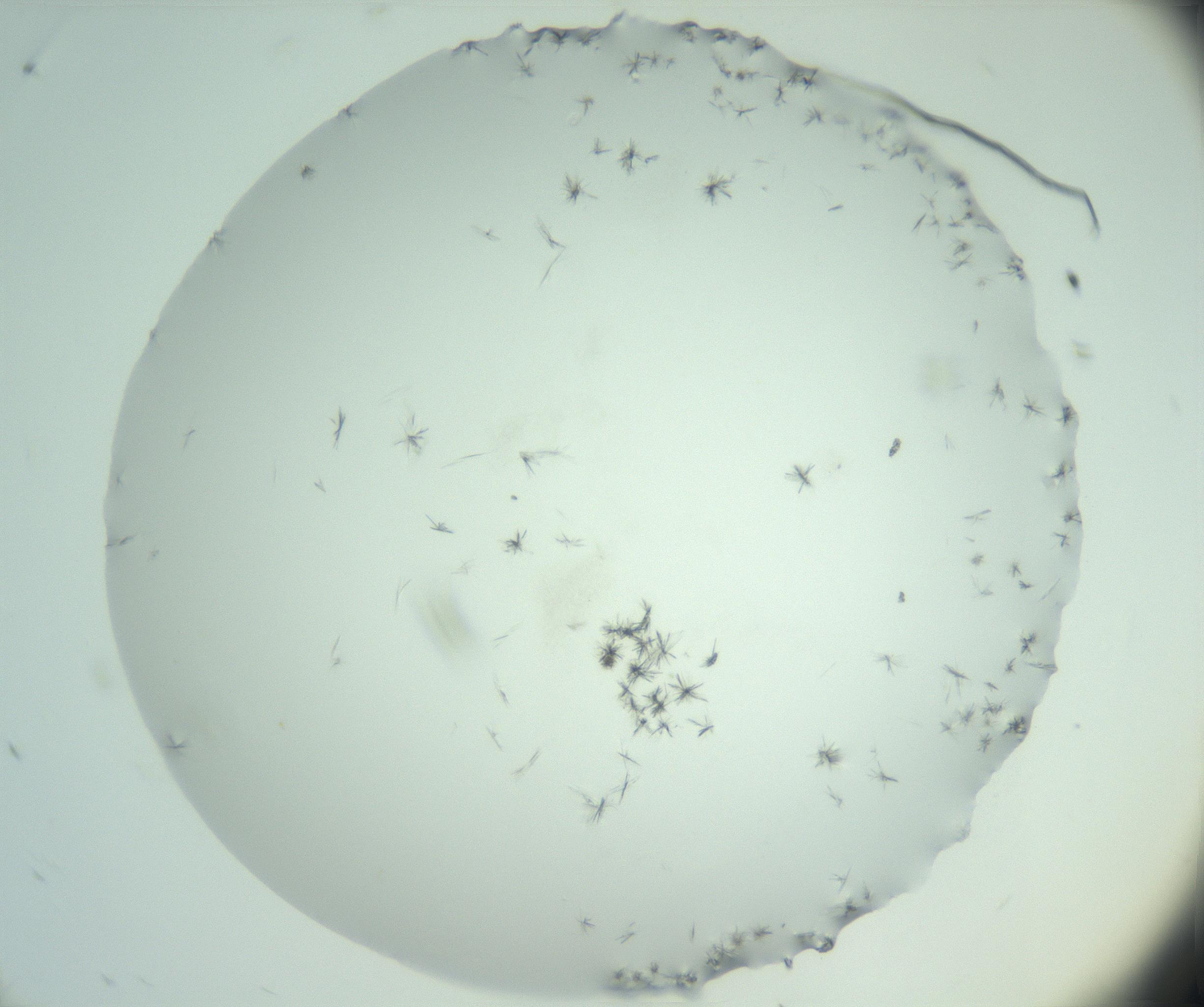 RI01_03_000_0212_Proj1_Clon1_MC_0000MC103005_003_161121_12_02_01_00_99_002_001_RAI.jpg