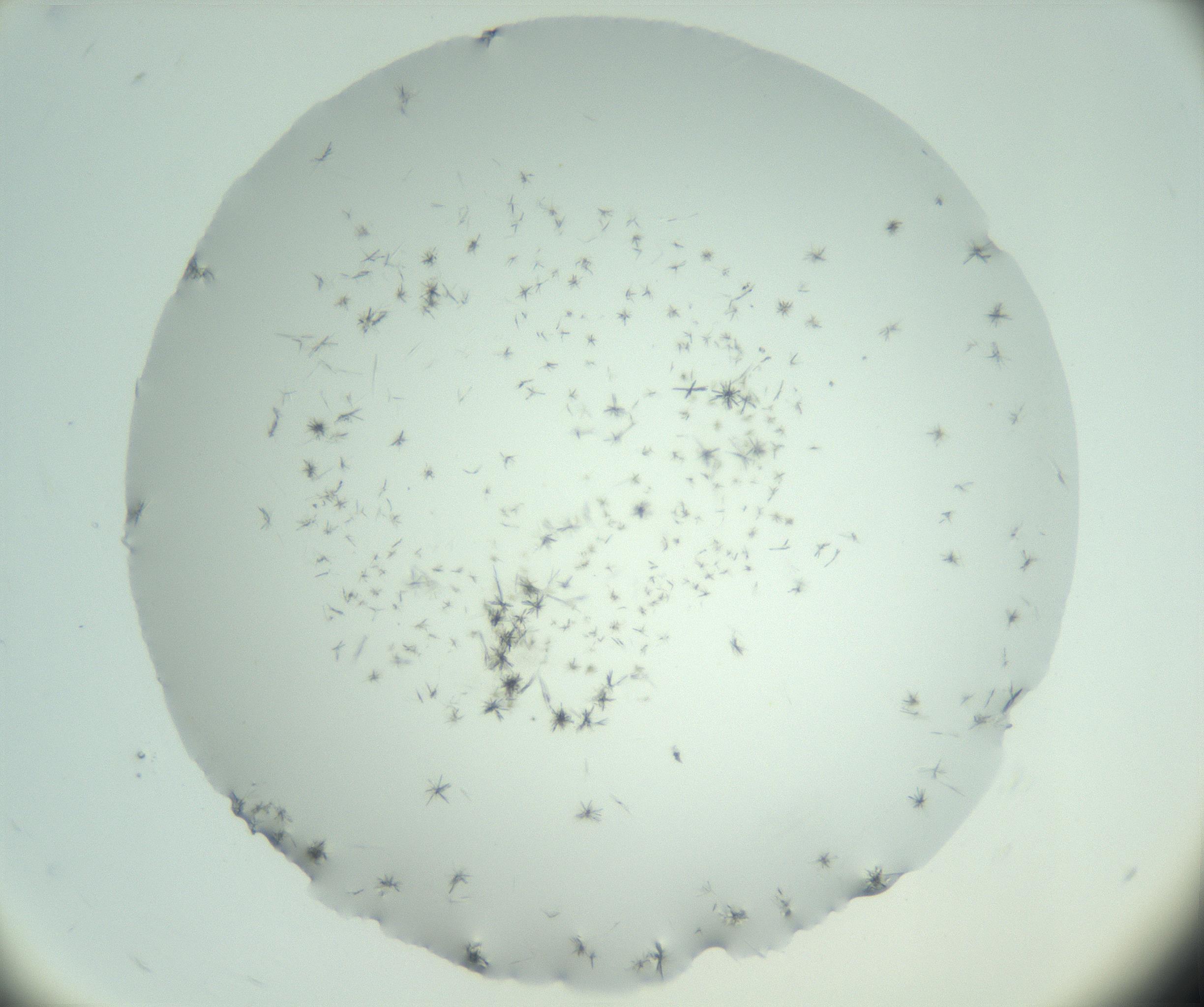 RI01_03_000_0212_Proj1_Clon1_MC_0000MC103005_003_161121_12_02_02_00_99_002_001_RAI.jpg