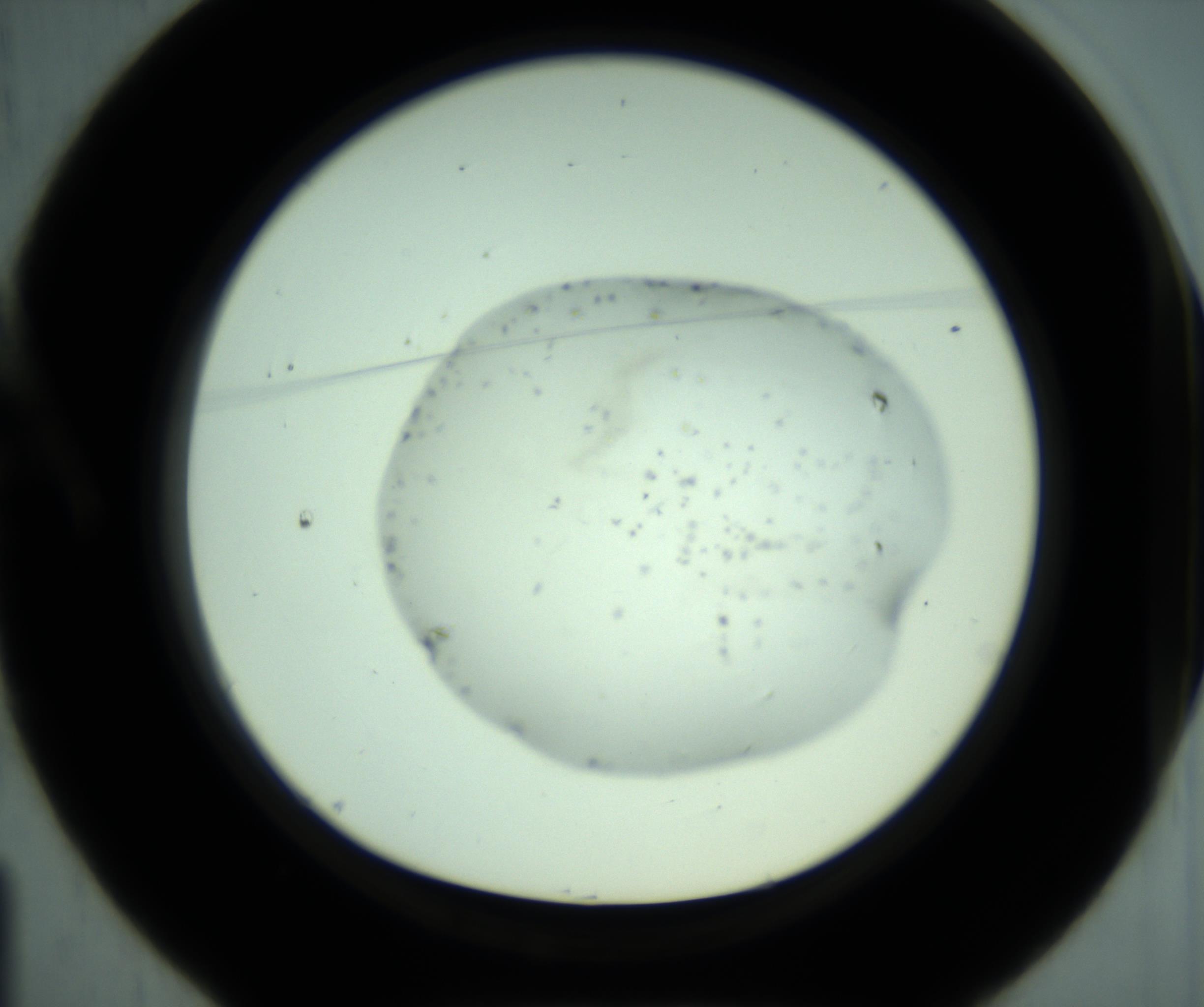 RI01_03_000_0212_Proj1_Clon1_MC_0000MC103005_004_161123_01_01_01_00_98_002_001_RAI.jpg