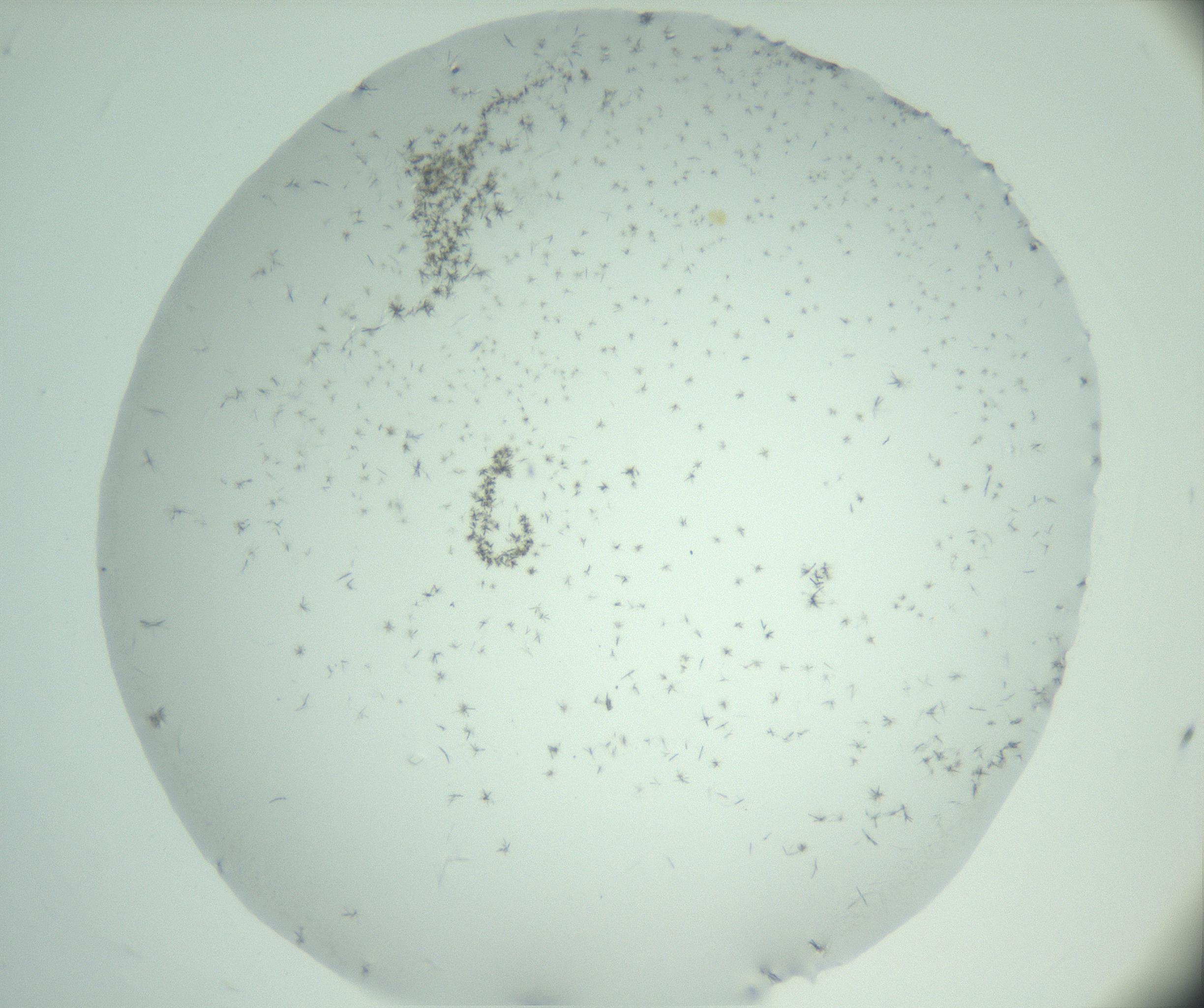 RI01_03_000_0212_Proj1_Clon1_MC_0000MC103005_004_161123_01_01_02_00_99_002_001_RAI.jpg