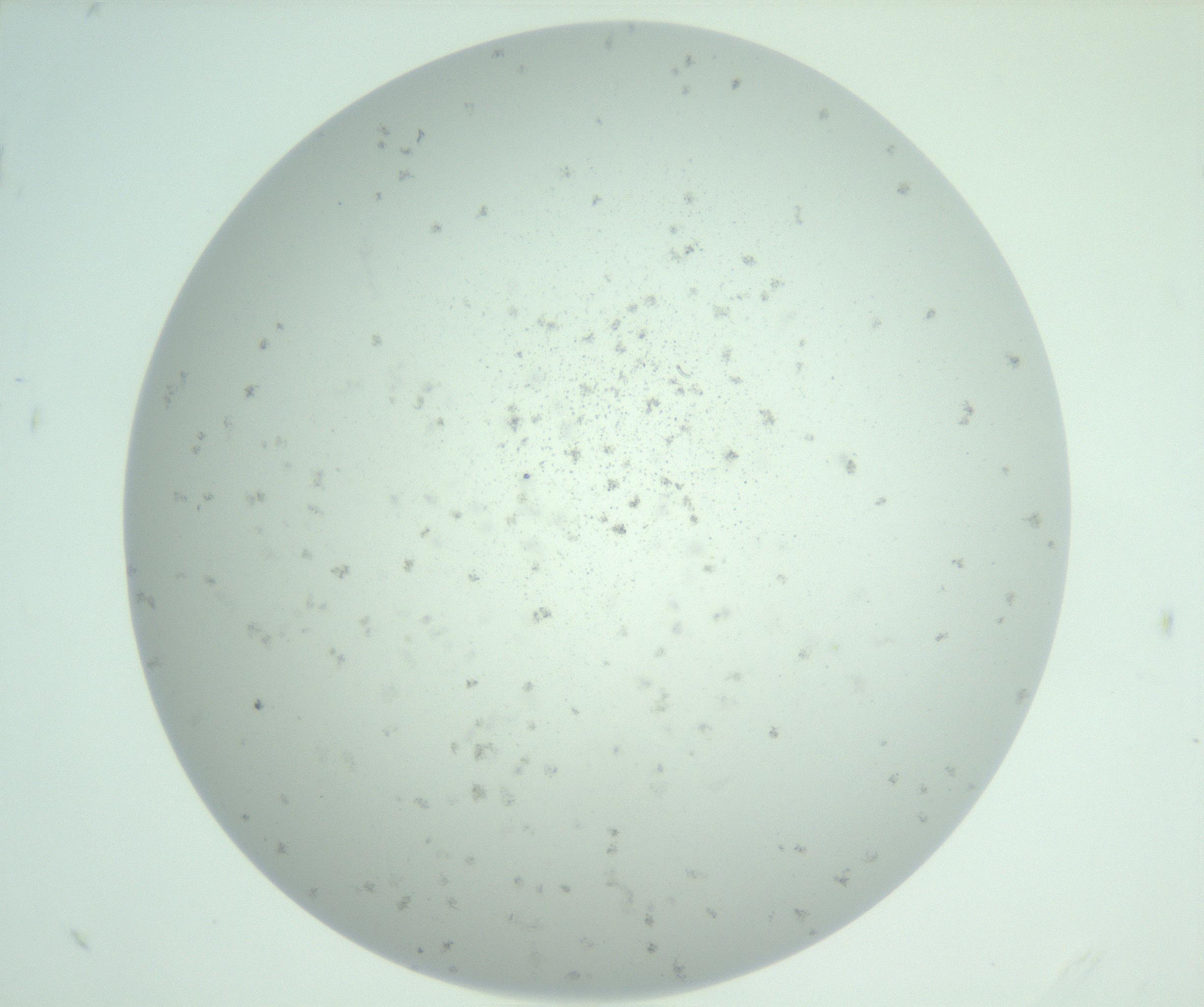 RI01_03_000_0212_Proj1_Clon1_MC_0000MC103005_004_161123_11_08_01_00_99_002_001_RAI.jpg