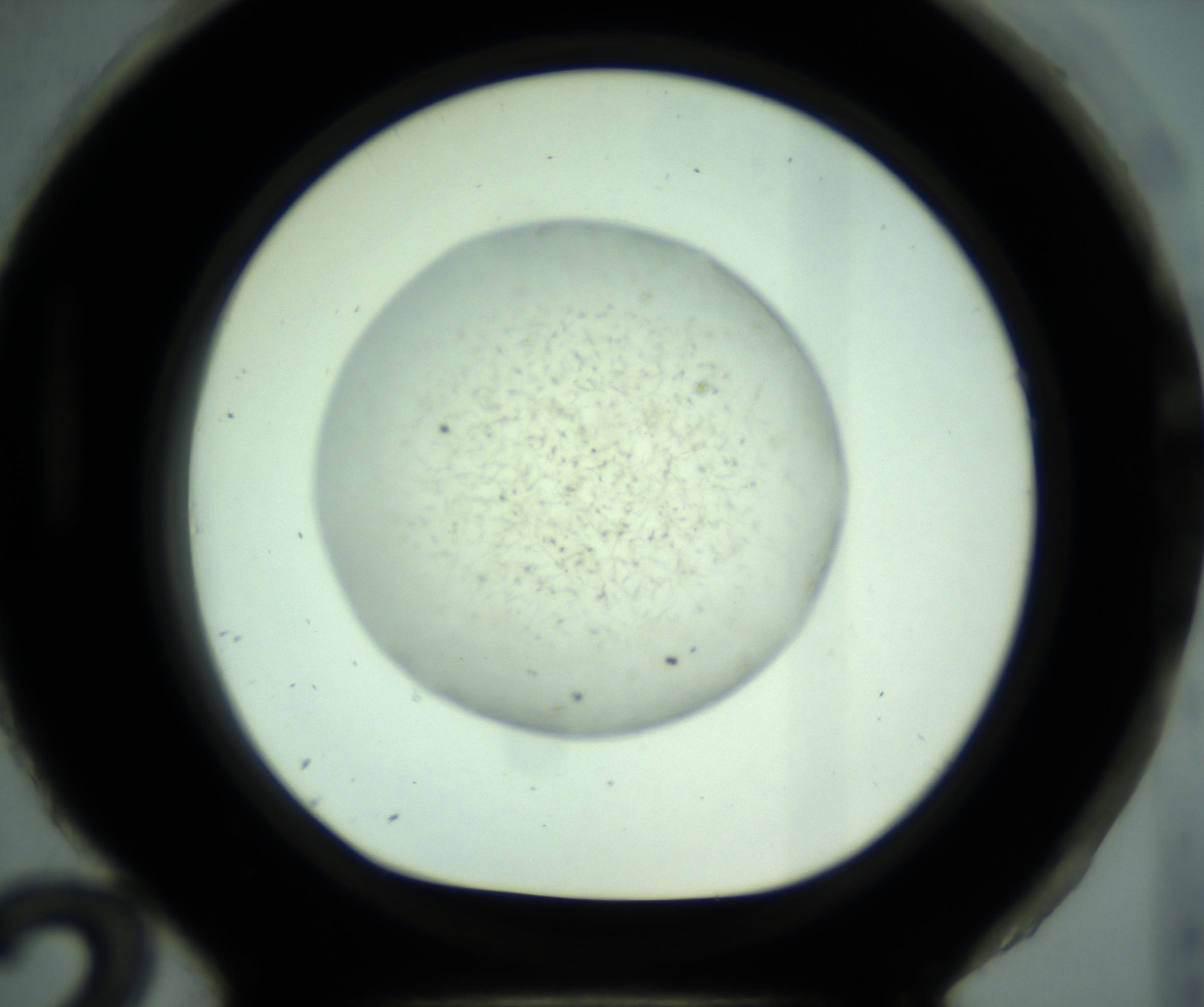 RI01_03_000_0212_Proj1_Clon1_MC_0000MC103005_004_161123_12_08_01_00_98_002_001_RAI.jpg