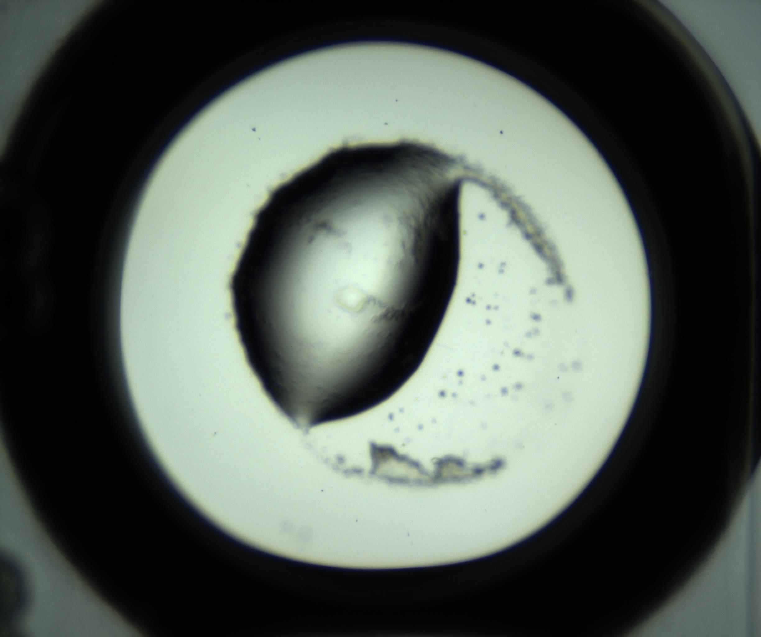 RI01_03_000_0212_Proj1_Clon1_MC_0000MC103005_005_161125_03_02_01_00_98_002_001_RAI.jpg