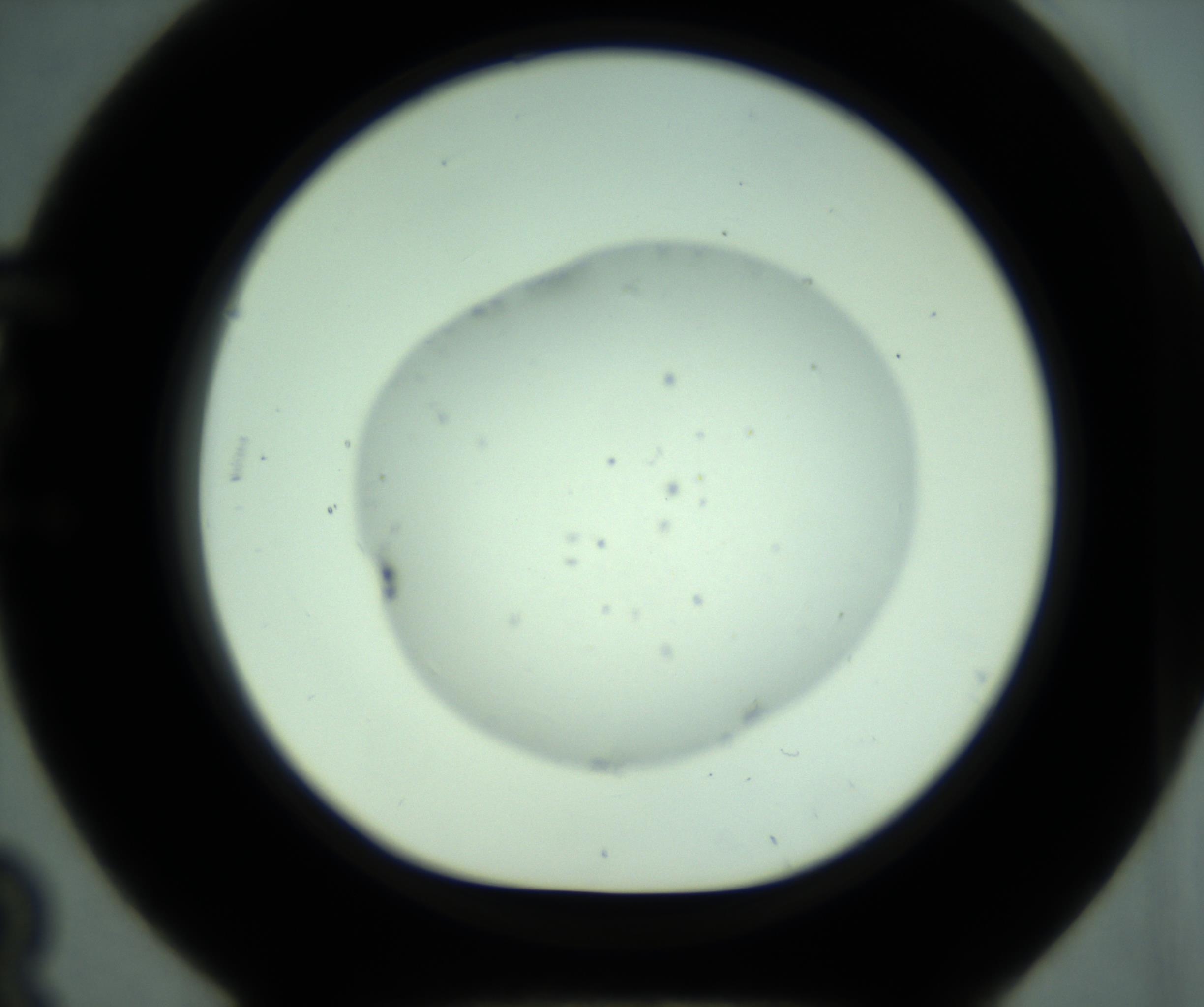 RI01_03_000_0212_Proj1_Clon1_MC_0000MC103005_005_161125_03_05_01_00_98_002_001_RAI.jpg