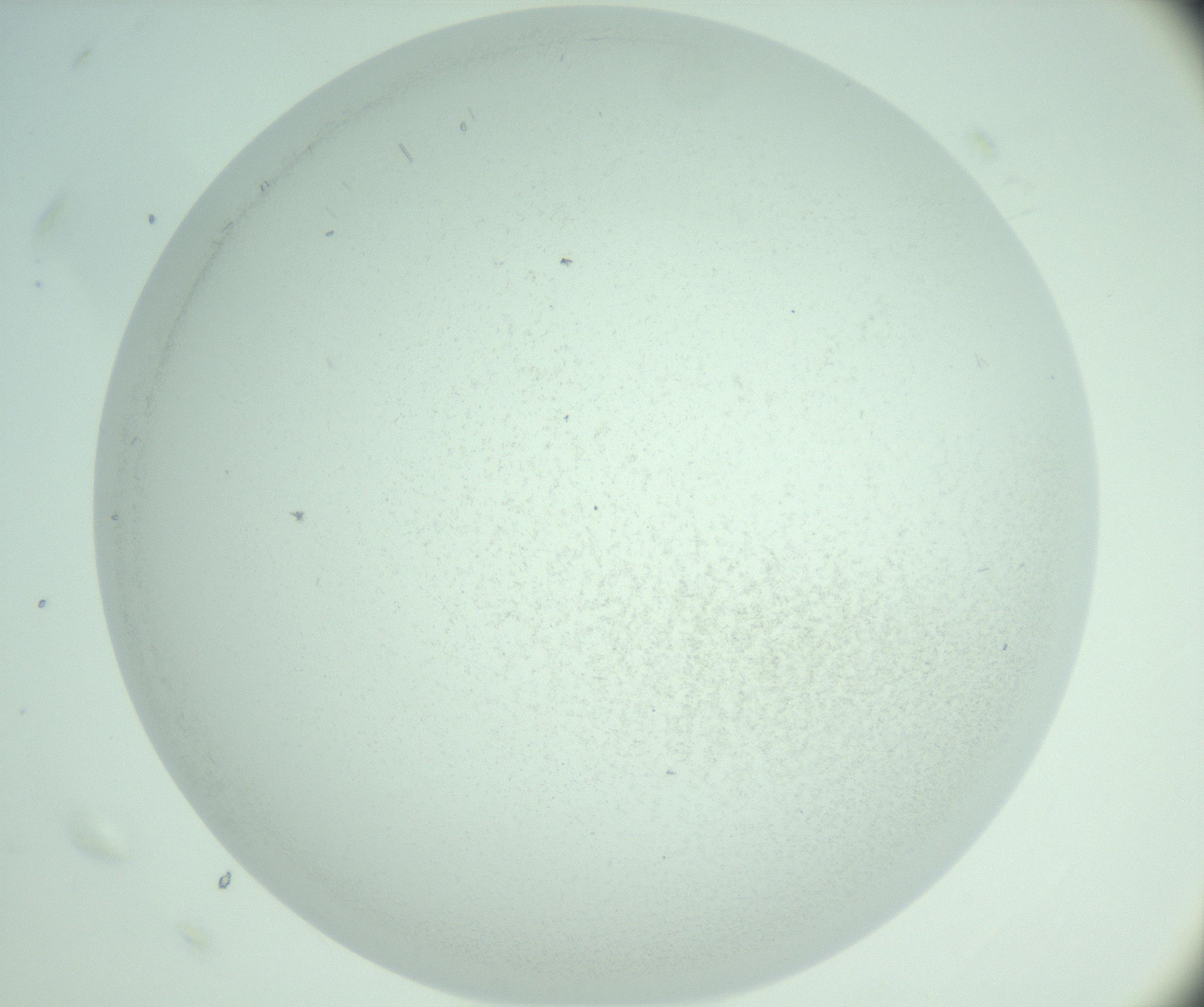 RI01_03_000_0212_Proj1_Clon1_MC_0000MC103005_008_161209_07_06_02_00_99_002_001_RAI.jpg