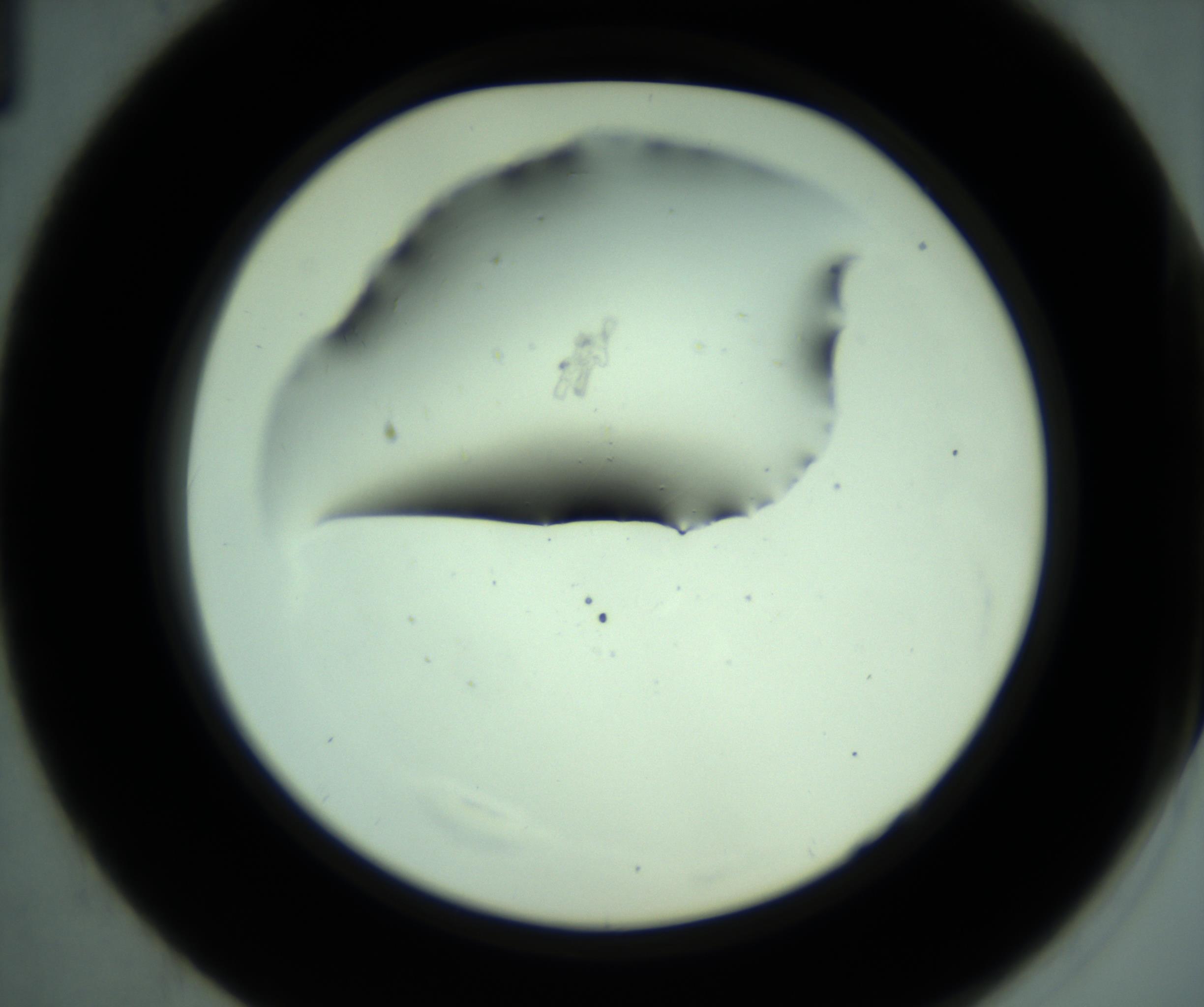 RI01_03_000_0212_Proj1_Clon1_MC_0000MC103005_009_161216_01_04_02_00_98_002_001_RAI.jpg