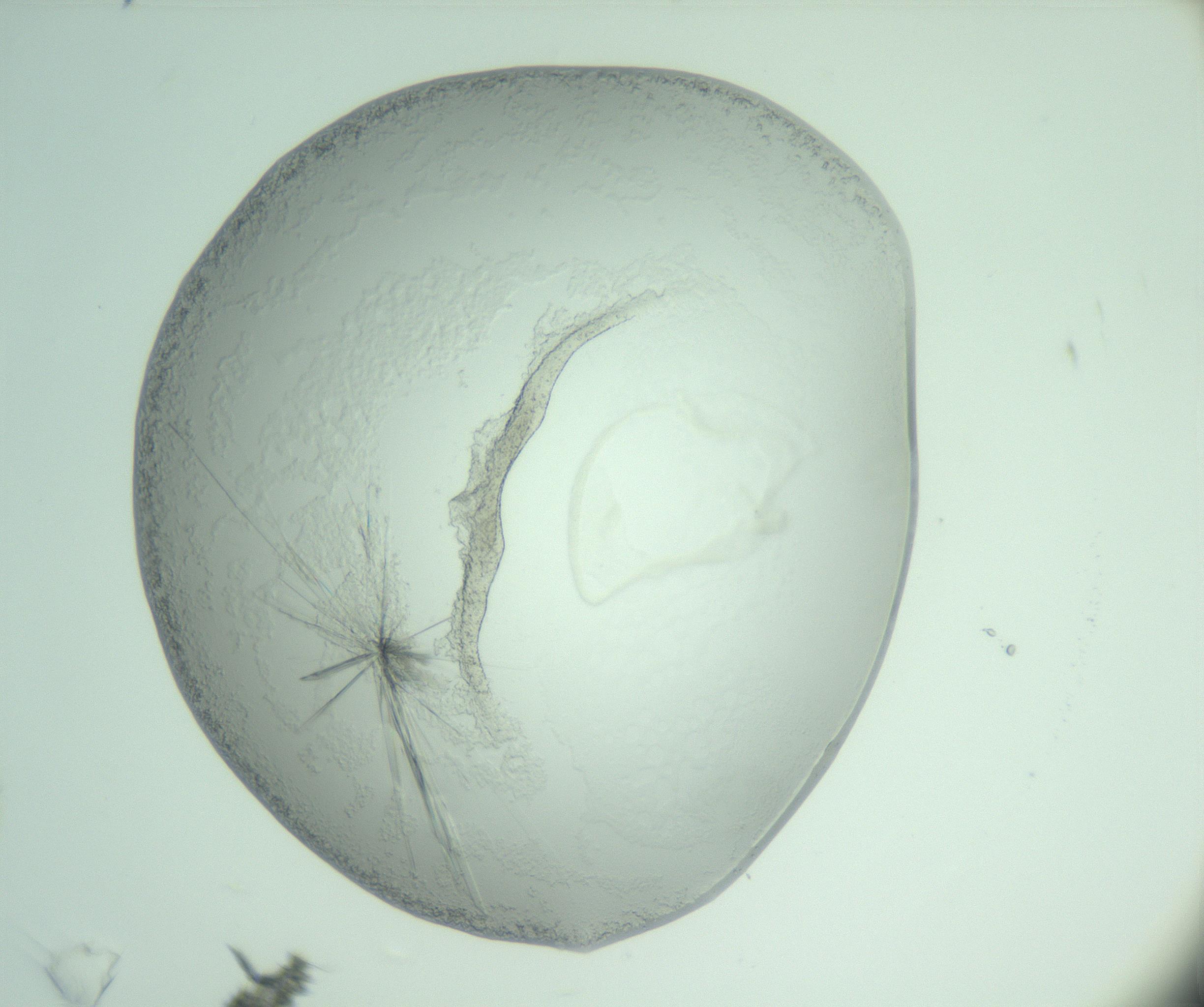 RI01_03_000_0212_Proj1_Clon1_MC_0000MC103005_009_161216_04_02_01_00_99_002_001_RAI.jpg