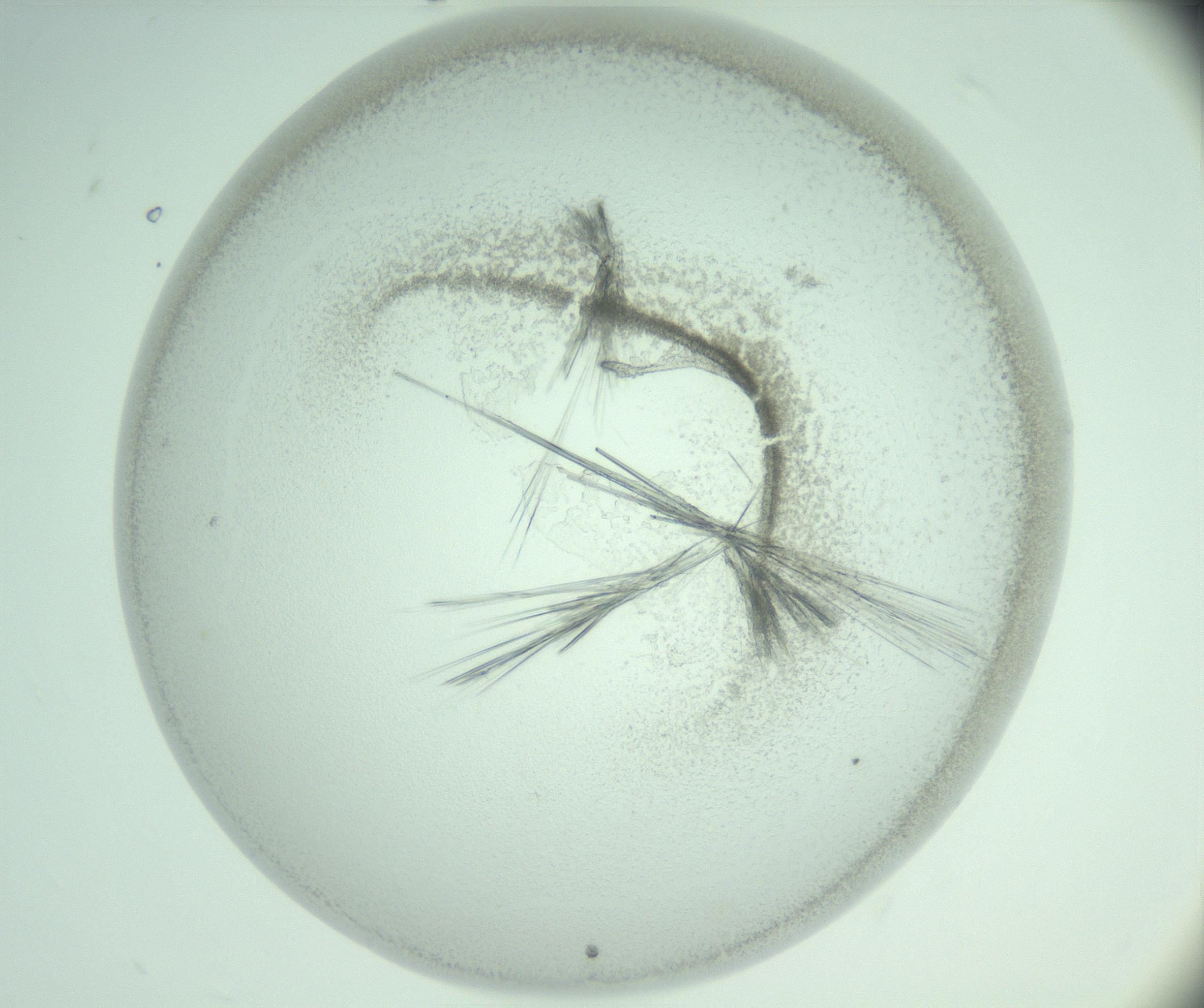 RI01_03_000_0212_Proj1_Clon1_MC_0000MC103005_009_161216_08_05_01_00_99_002_001_RAI.jpg