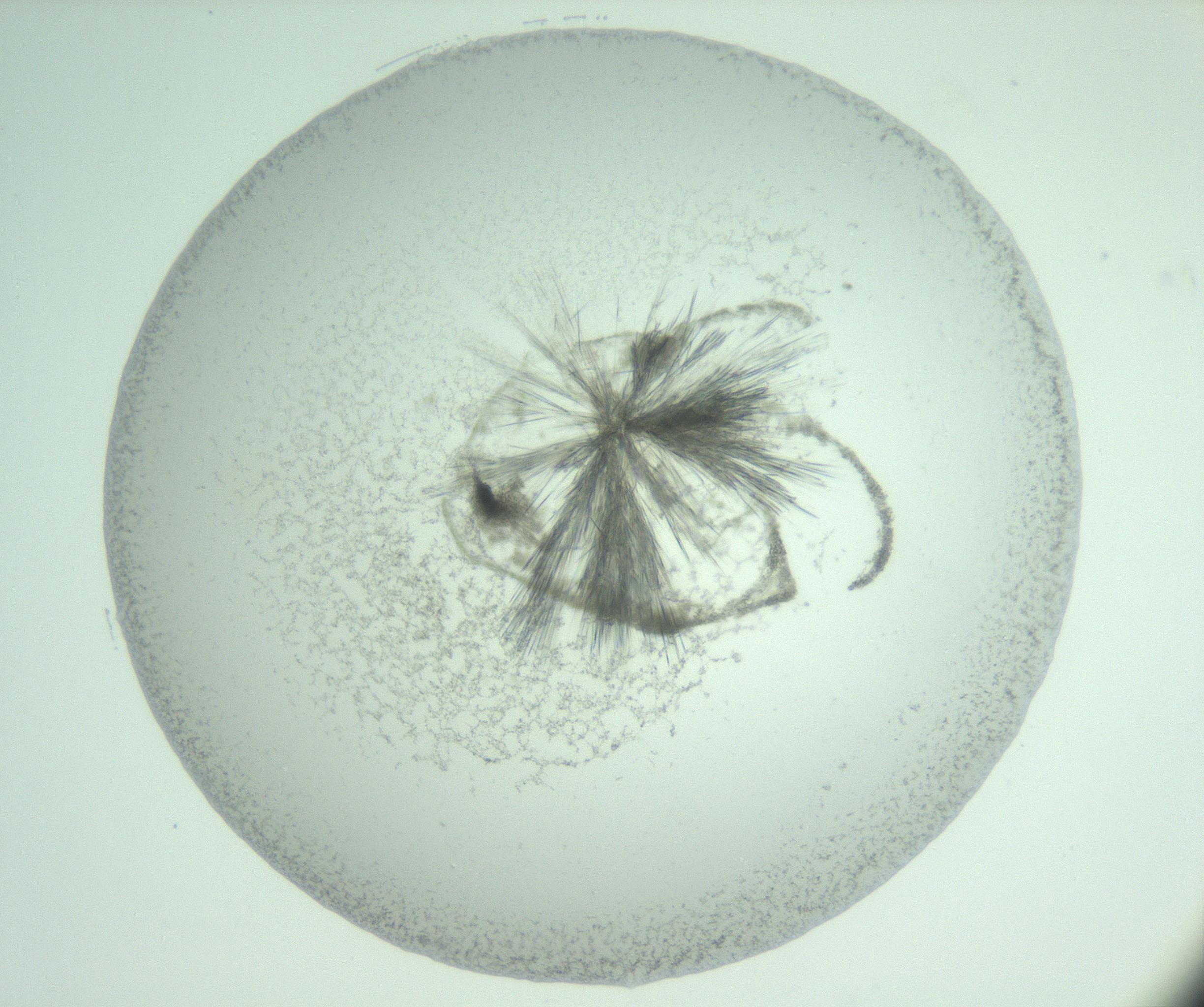 RI01_03_000_0212_Proj1_Clon1_MC_0000MC103005_012_170106_06_04_01_00_99_002_001_RAI.jpg
