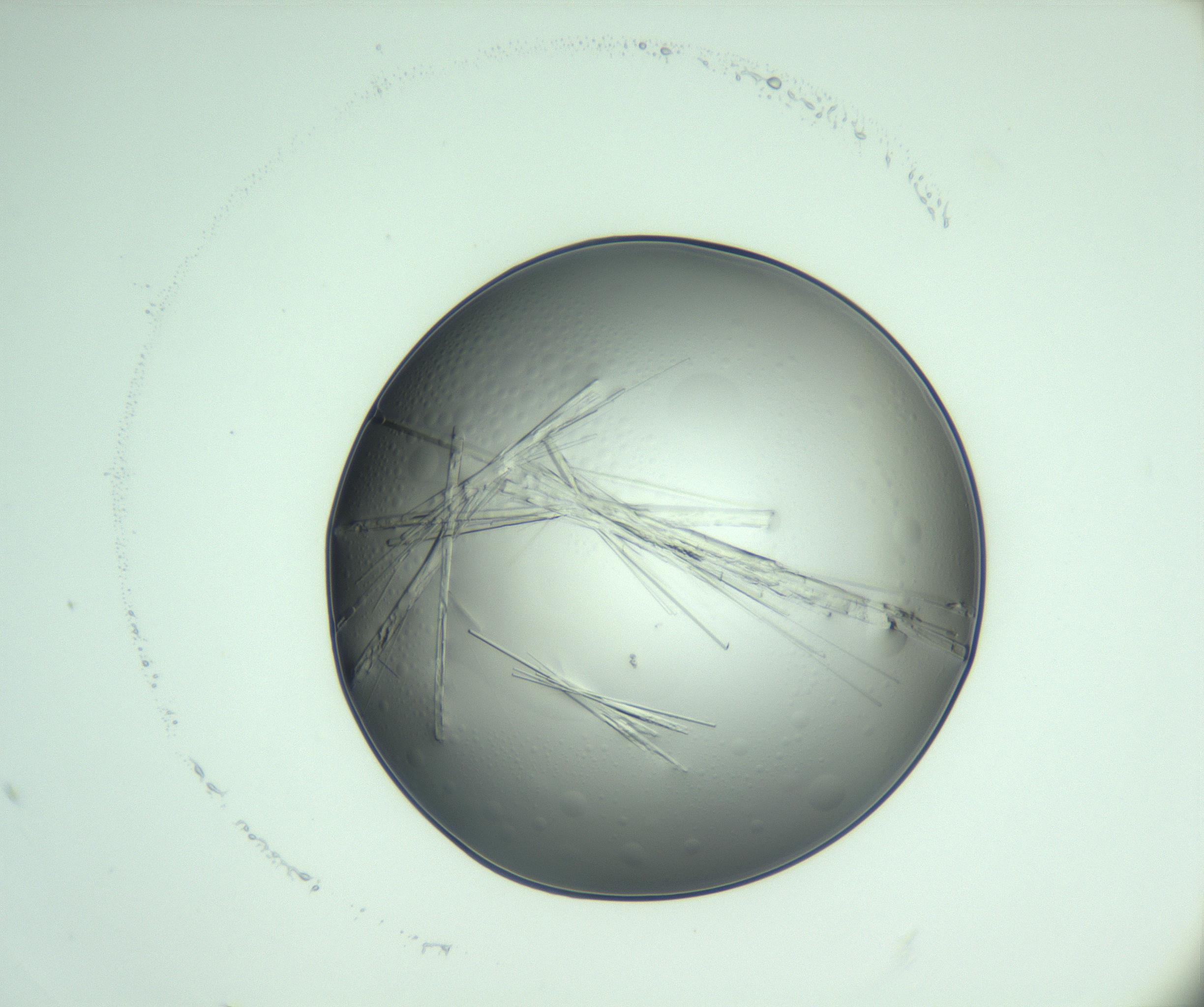RI01_03_000_0212_Proj1_Clon1_MC_0000MC103005_012_170106_07_04_01_00_99_002_001_RAI.jpg