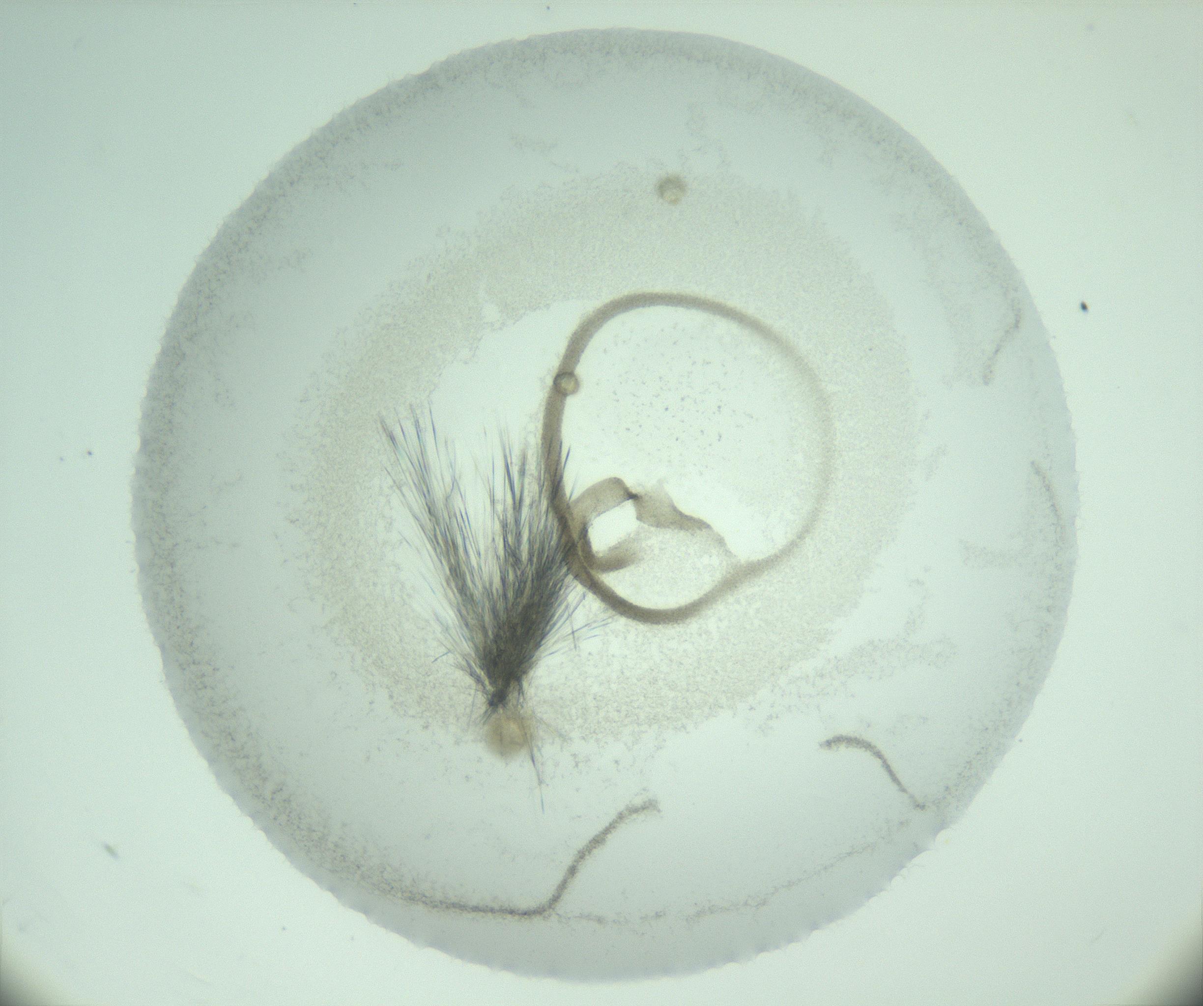 RI01_03_000_0212_Proj1_Clon1_MC_0000MC103005_013_170113_10_04_01_00_99_002_001_RAI.jpg