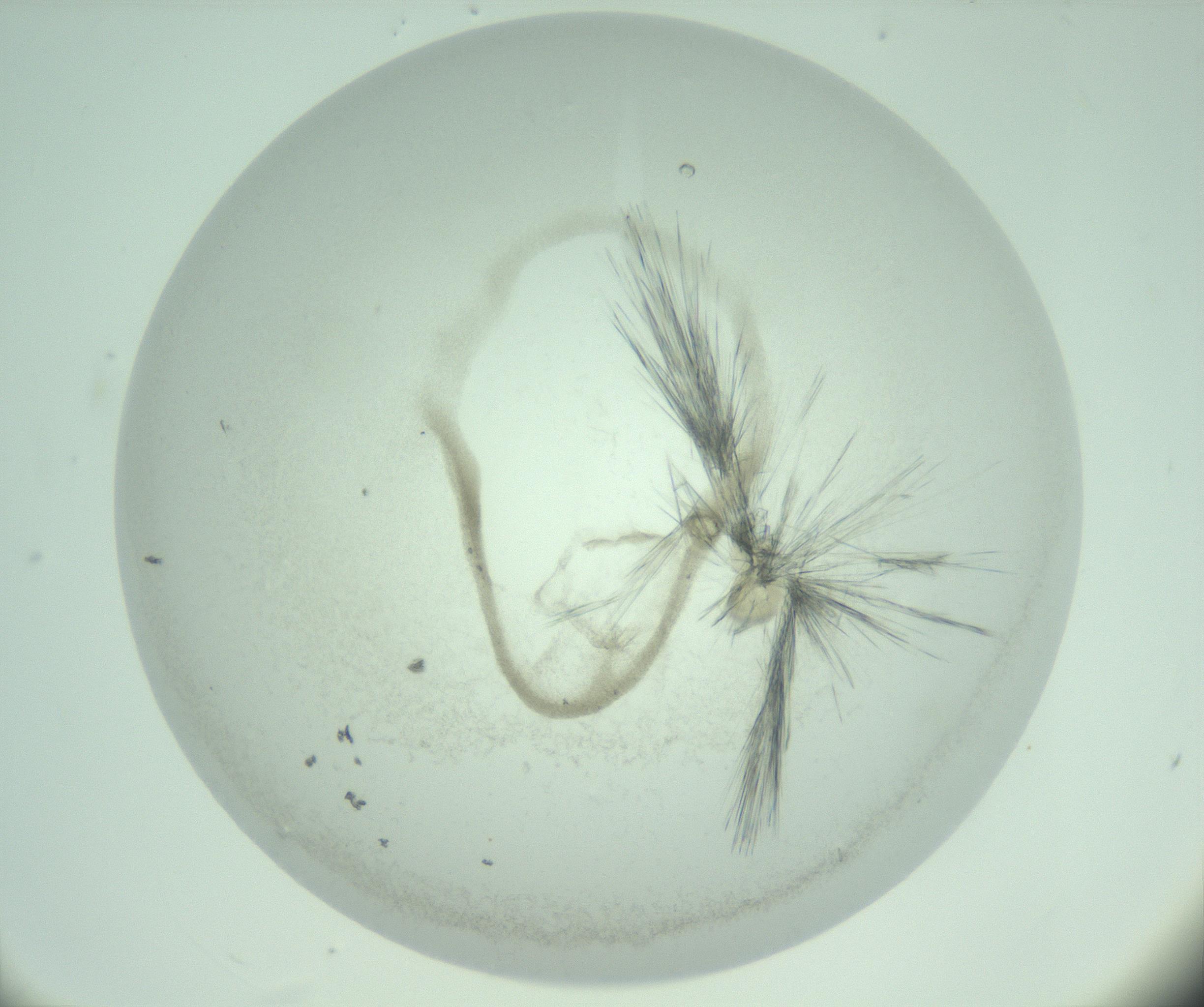 RI01_03_000_0212_Proj1_Clon1_MC_0000MC103005_015_170127_12_05_01_00_99_002_001_RAI.jpg