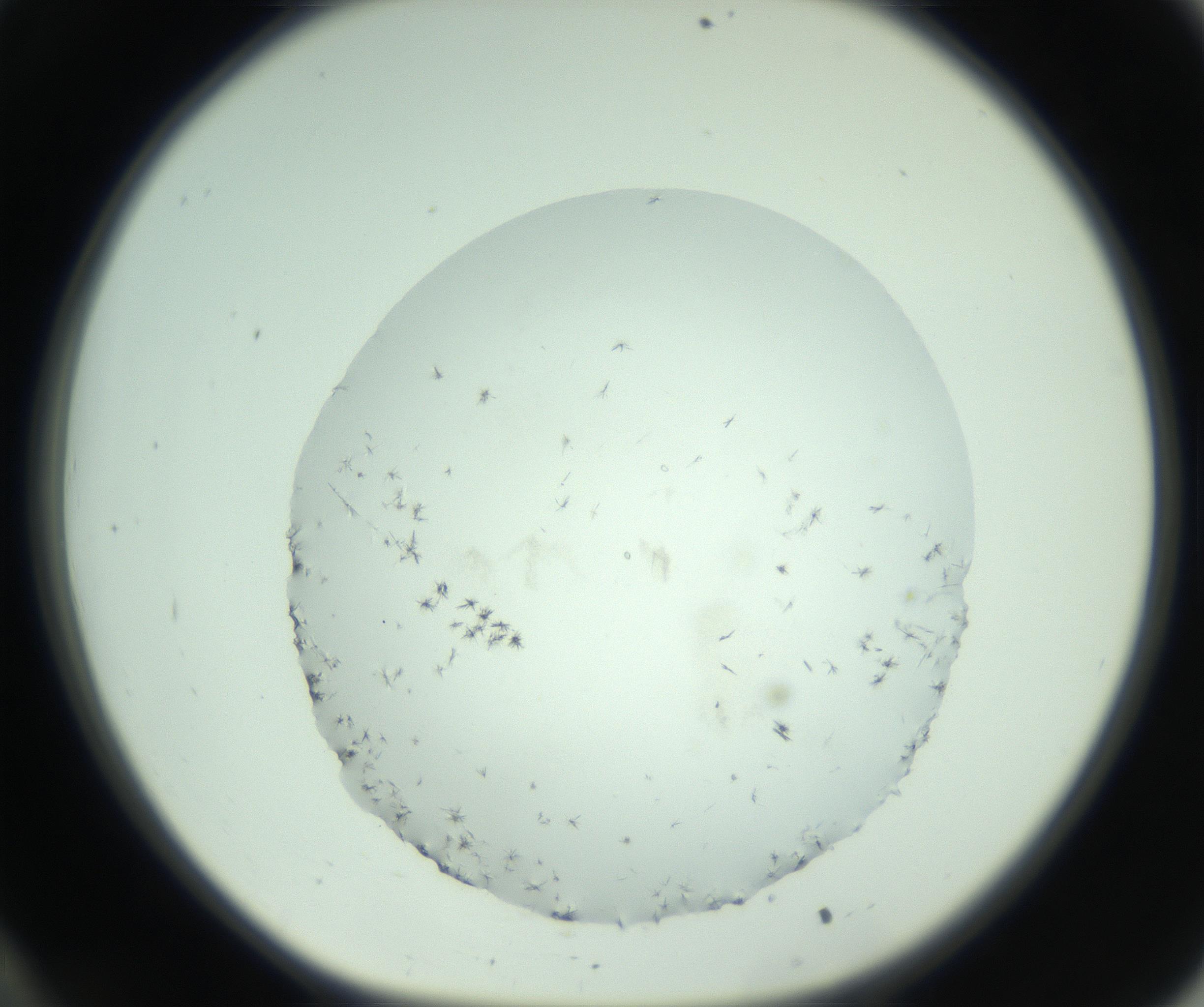 RI01_03_000_0212_Proj1_Clon1_MC_0000MC103006_003_161121_10_03_01_00_99_002_001_RAI.jpg