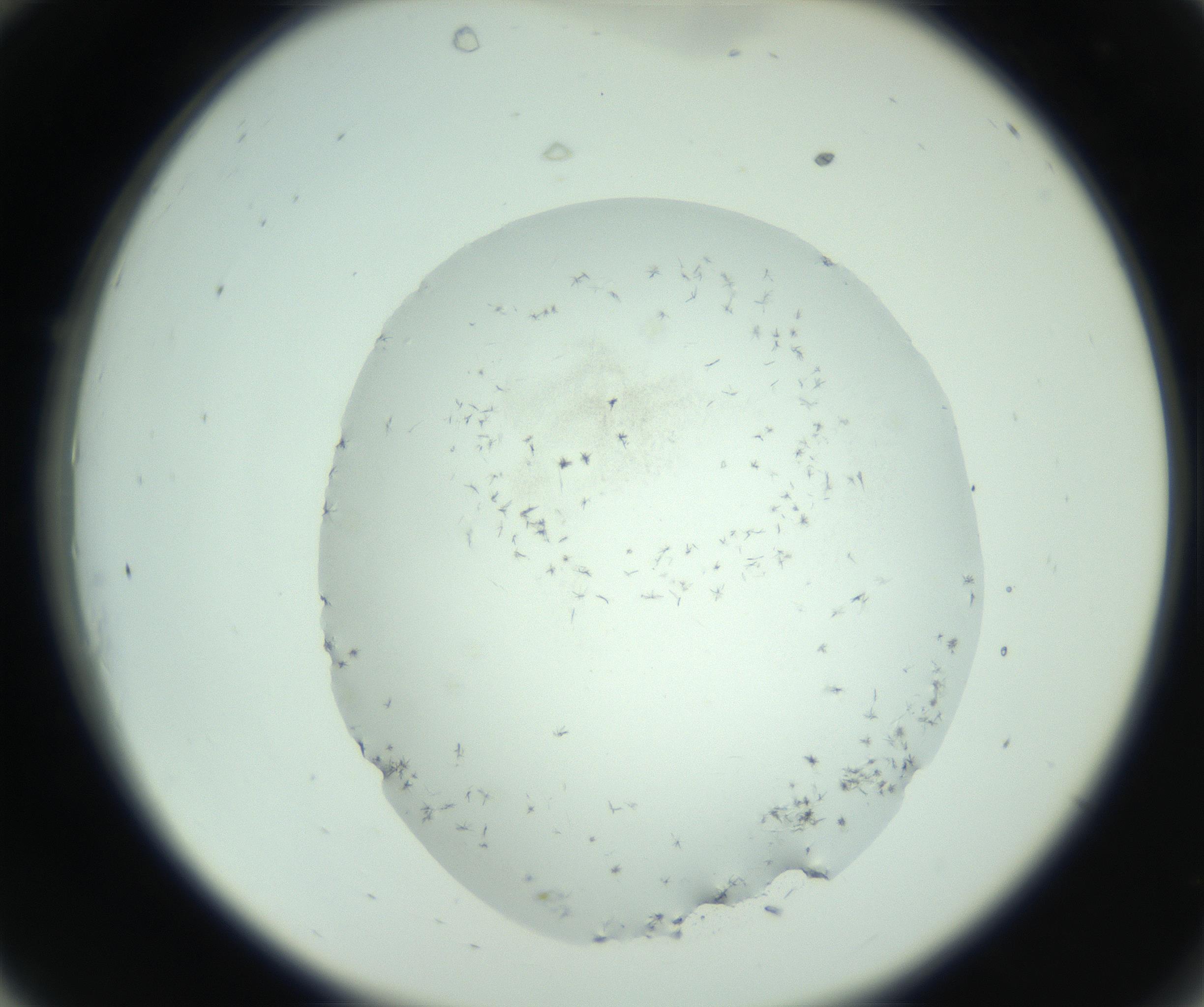 RI01_03_000_0212_Proj1_Clon1_MC_0000MC103006_003_161121_10_03_02_00_99_002_001_RAI.jpg
