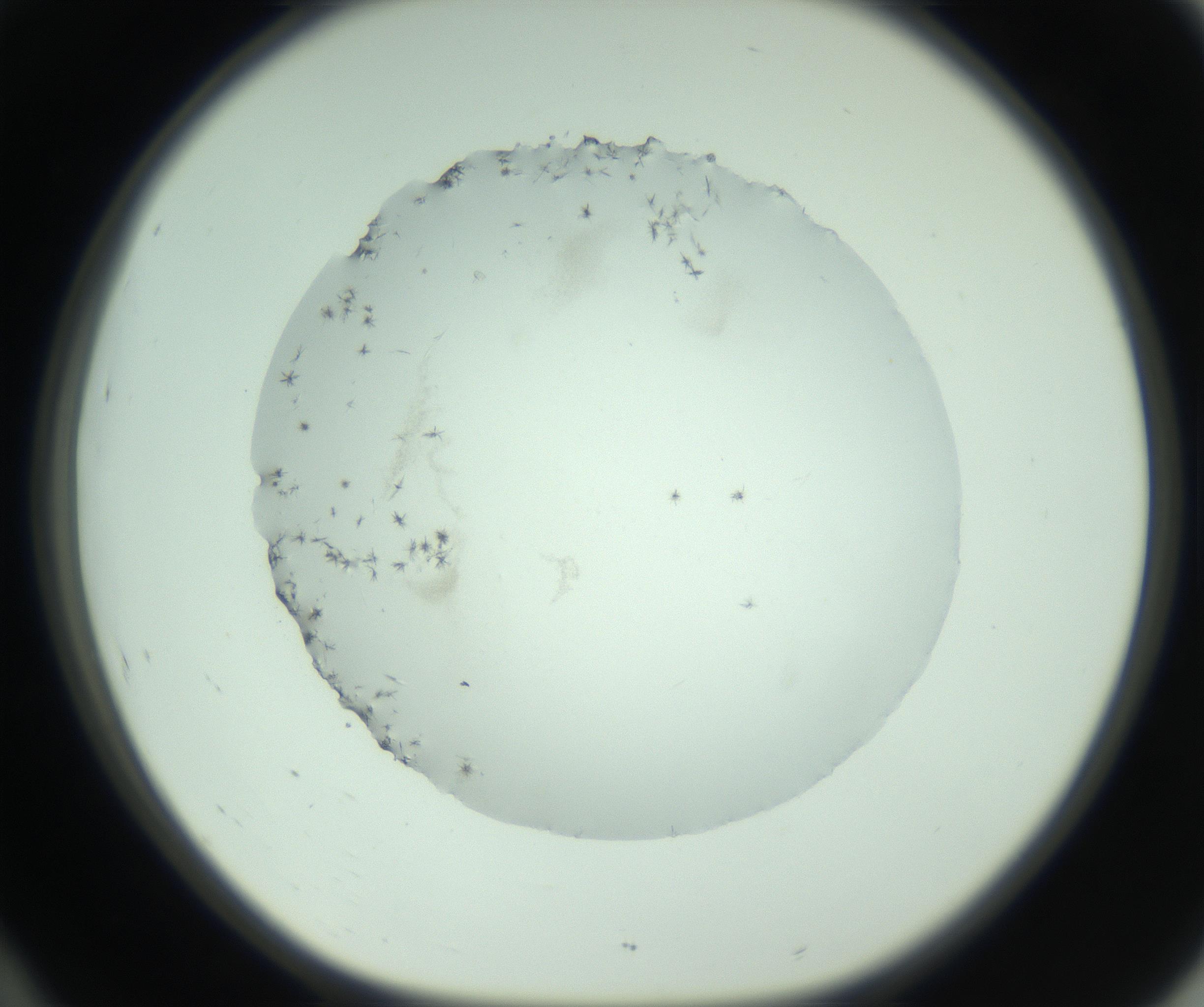 RI01_03_000_0212_Proj1_Clon1_MC_0000MC103006_003_161121_10_04_01_00_99_002_001_RAI.jpg