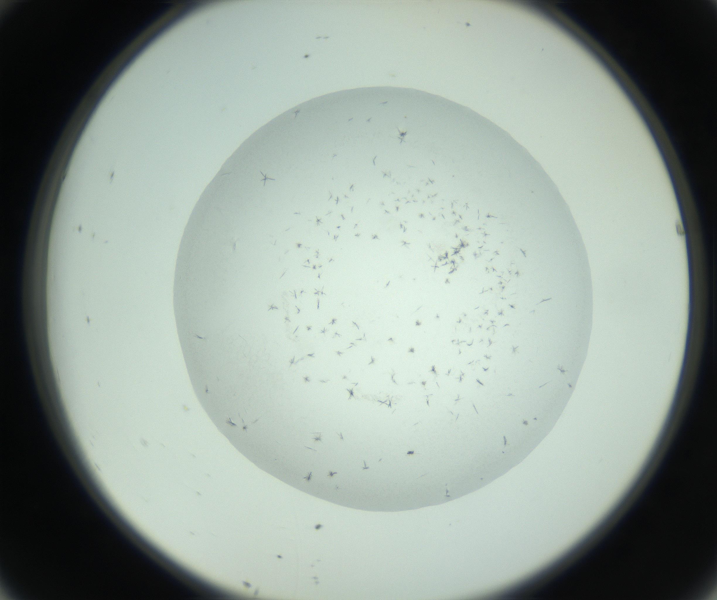 RI01_03_000_0212_Proj1_Clon1_MC_0000MC103006_003_161121_10_04_02_00_99_002_001_RAI.jpg