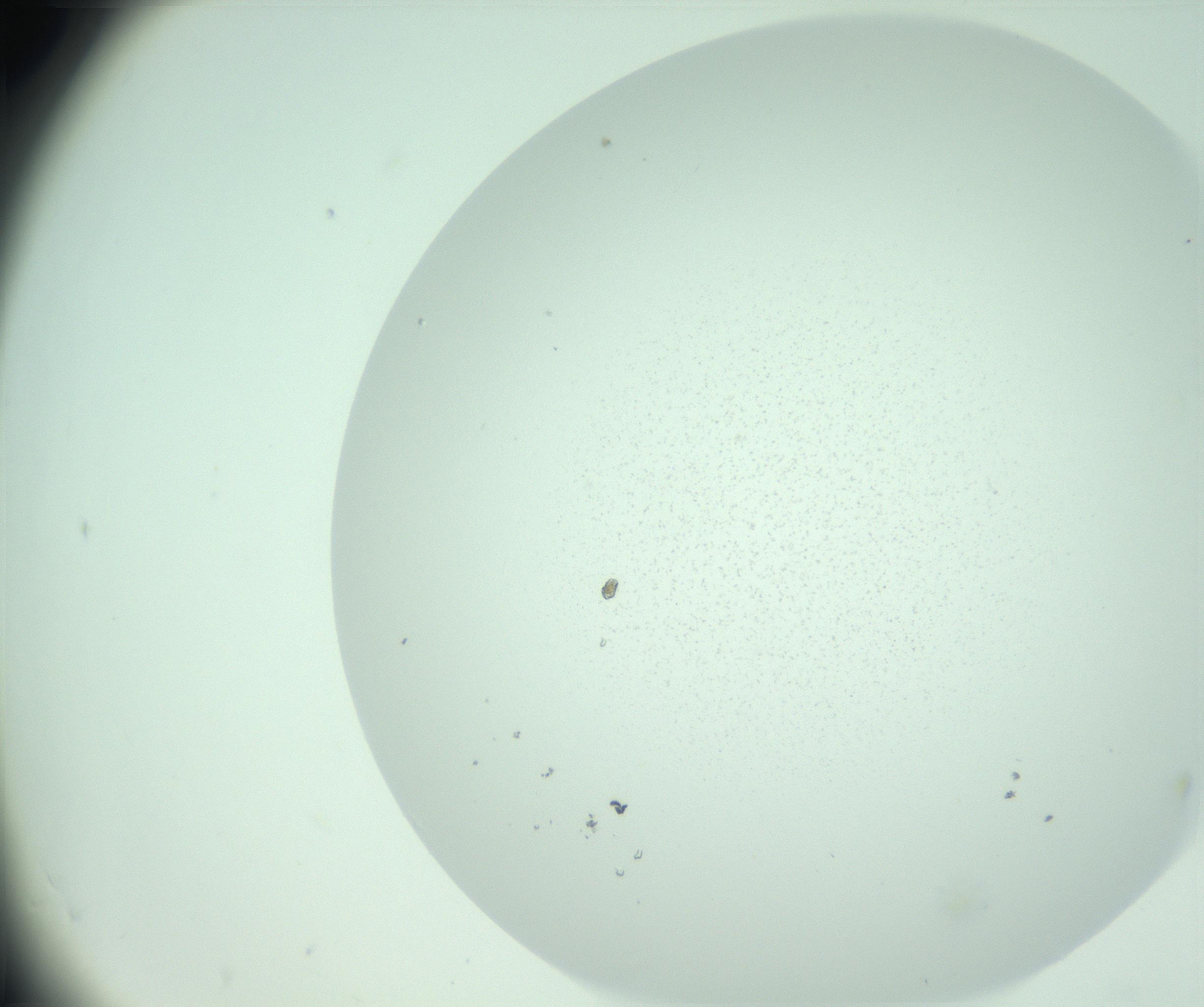 RI01_03_000_0212_Proj1_Clon1_MC_0000MC103006_009_161216_06_07_02_00_99_002_001_RAI.jpg