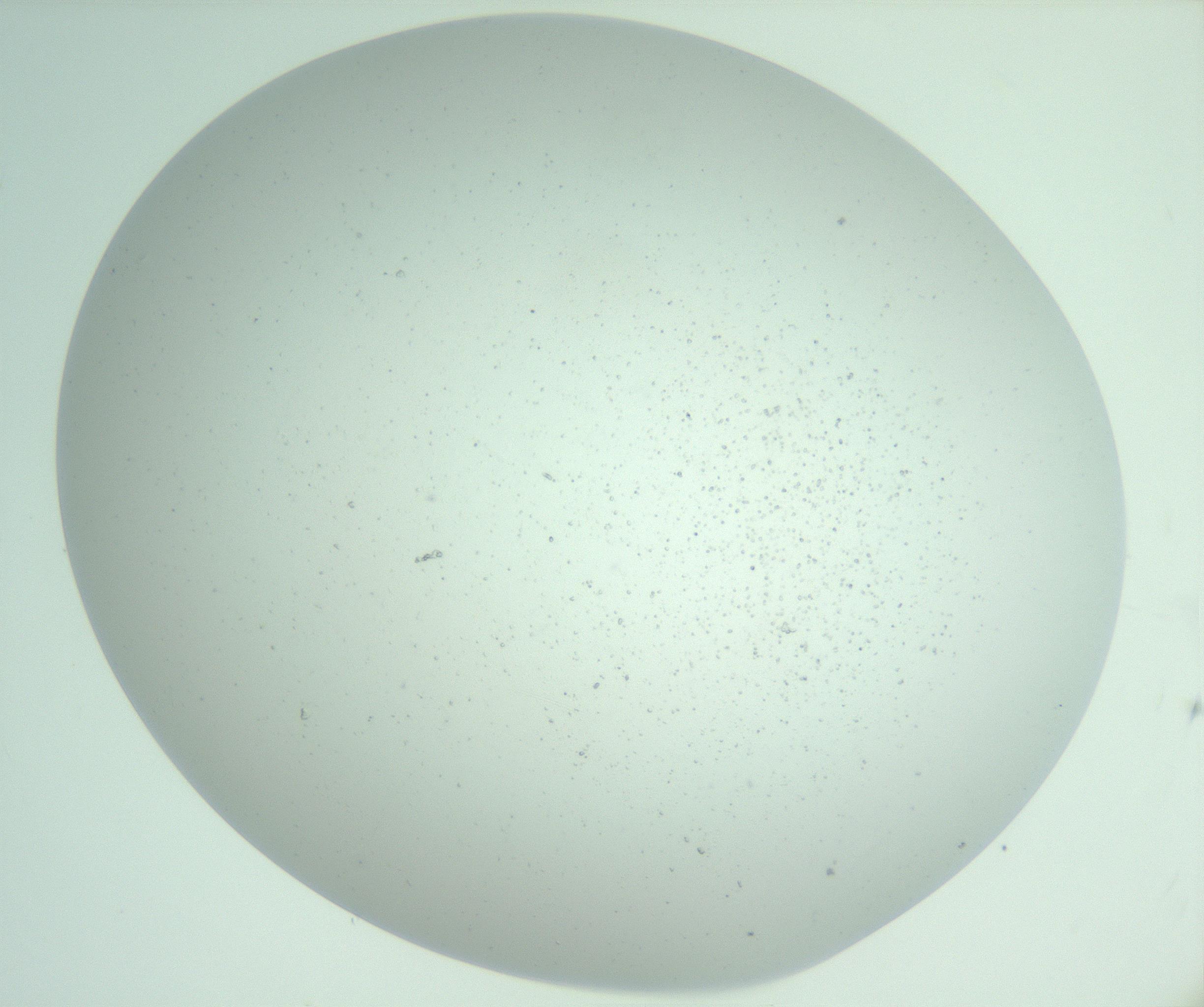 RI01_03_000_0212_Proj1_Clon1_MC_0000MC103006_012_170106_06_02_01_00_99_002_001_RAI.jpg