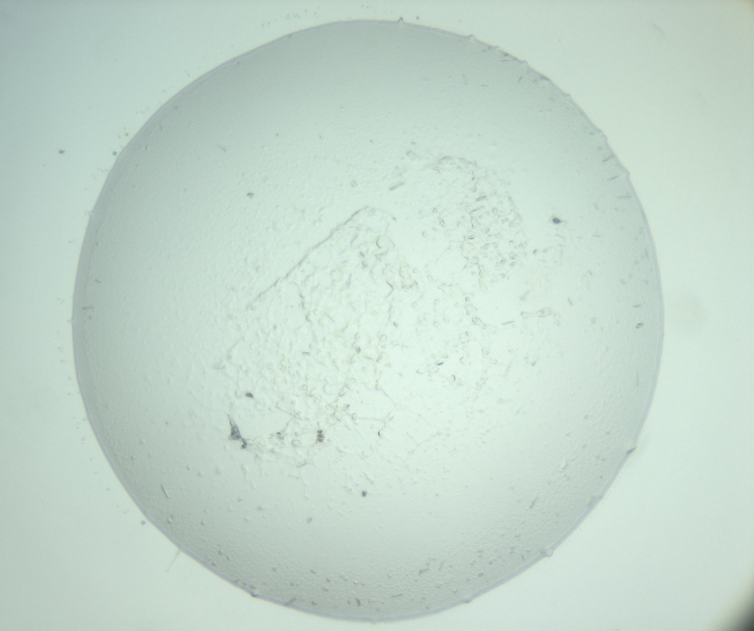 RI01_03_000_0212_Proj1_Clon1_MC_0000MC103006_013_170113_08_05_02_00_99_002_001_RAI.jpg