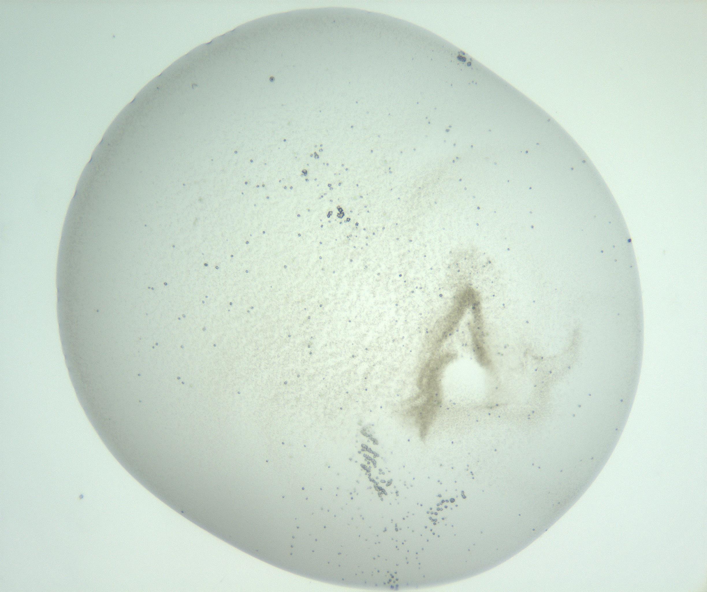 RI01_03_000_0212_Proj1_Clon1_MC_0000MC103007_002_161119_05_04_01_00_99_002_001_RAI.jpg