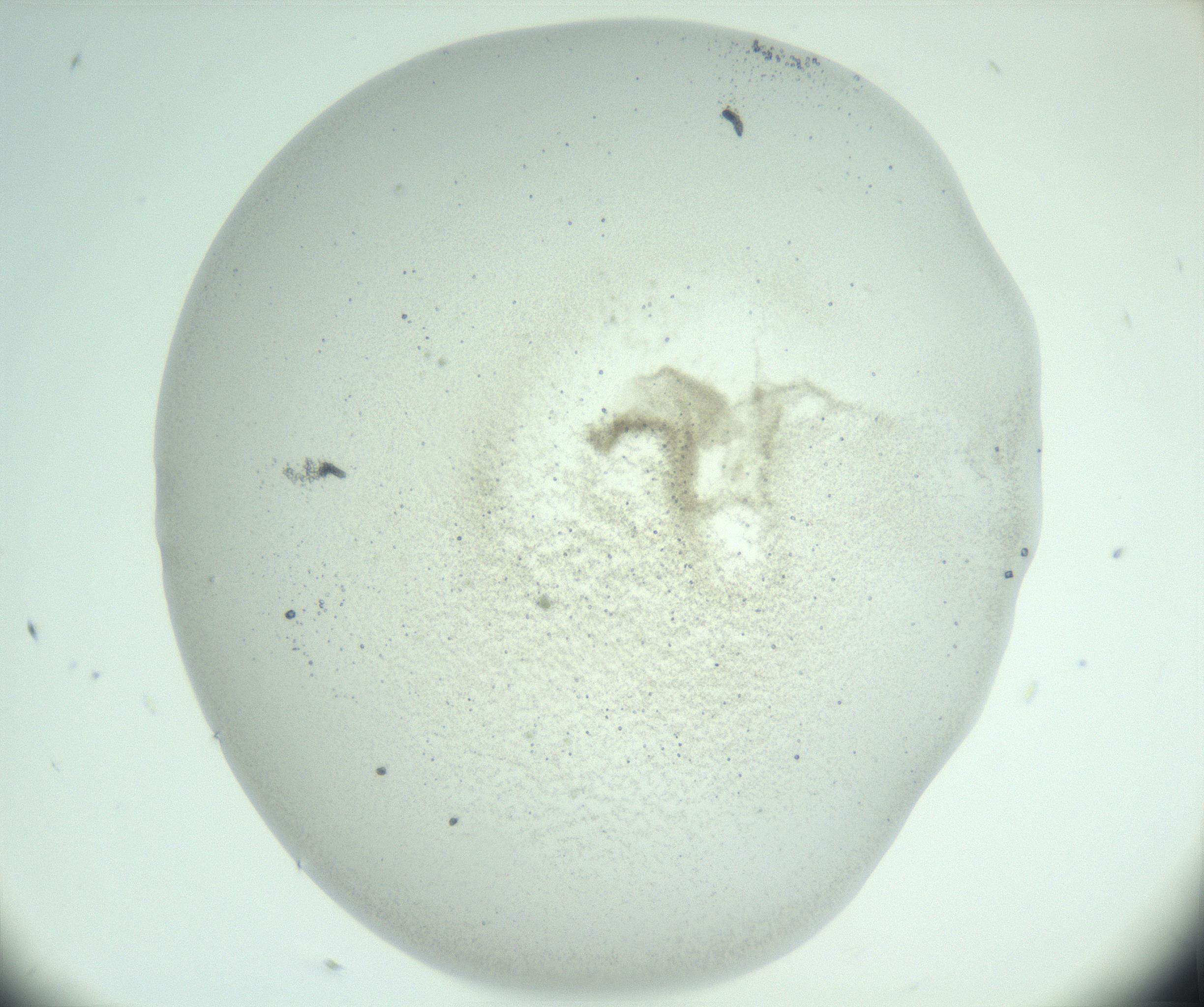 RI01_03_000_0212_Proj1_Clon1_MC_0000MC103007_002_161119_05_04_02_00_99_002_001_RAI.jpg