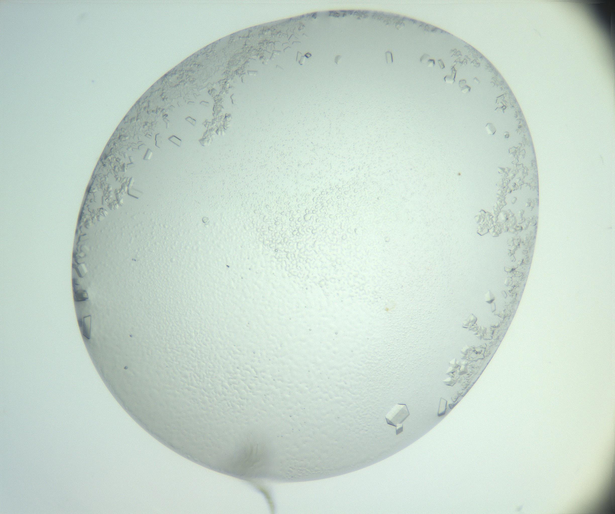 RI01_03_000_0212_Proj1_Clon1_MC_0000MC103007_002_161119_05_08_02_00_99_002_001_RAI.jpg