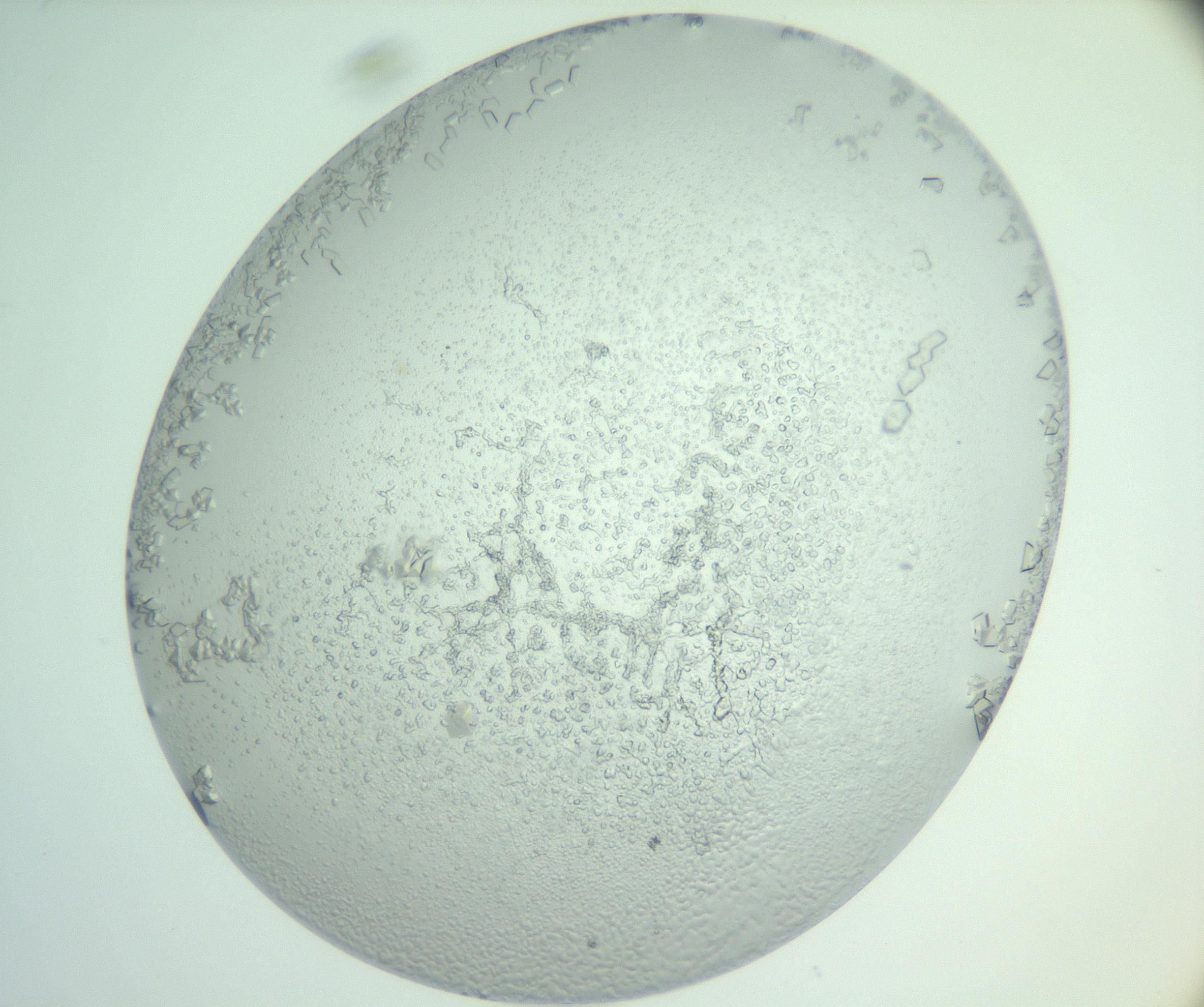 RI01_03_000_0212_Proj1_Clon1_MC_0000MC103007_002_161119_06_08_02_00_99_002_001_RAI.jpg