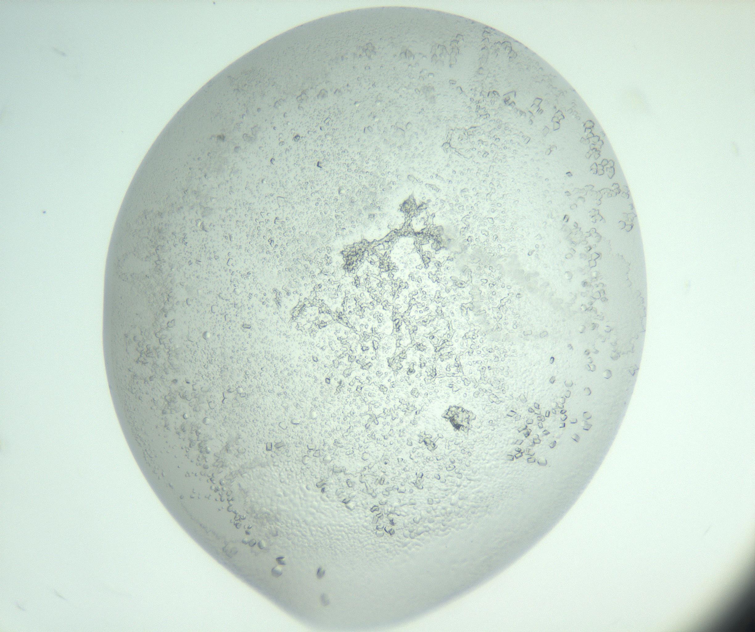 RI01_03_000_0212_Proj1_Clon1_MC_0000MC103007_002_161119_07_04_02_00_99_002_001_RAI.jpg