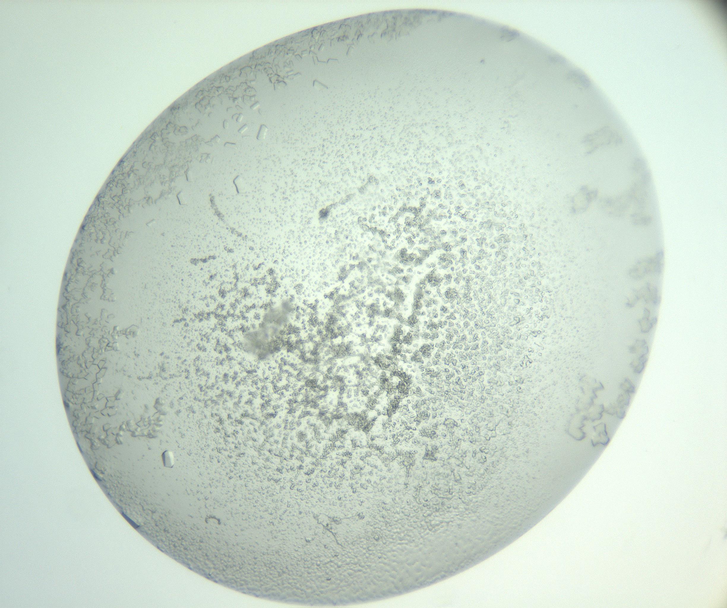 RI01_03_000_0212_Proj1_Clon1_MC_0000MC103007_002_161119_08_08_02_00_99_002_001_RAI.jpg