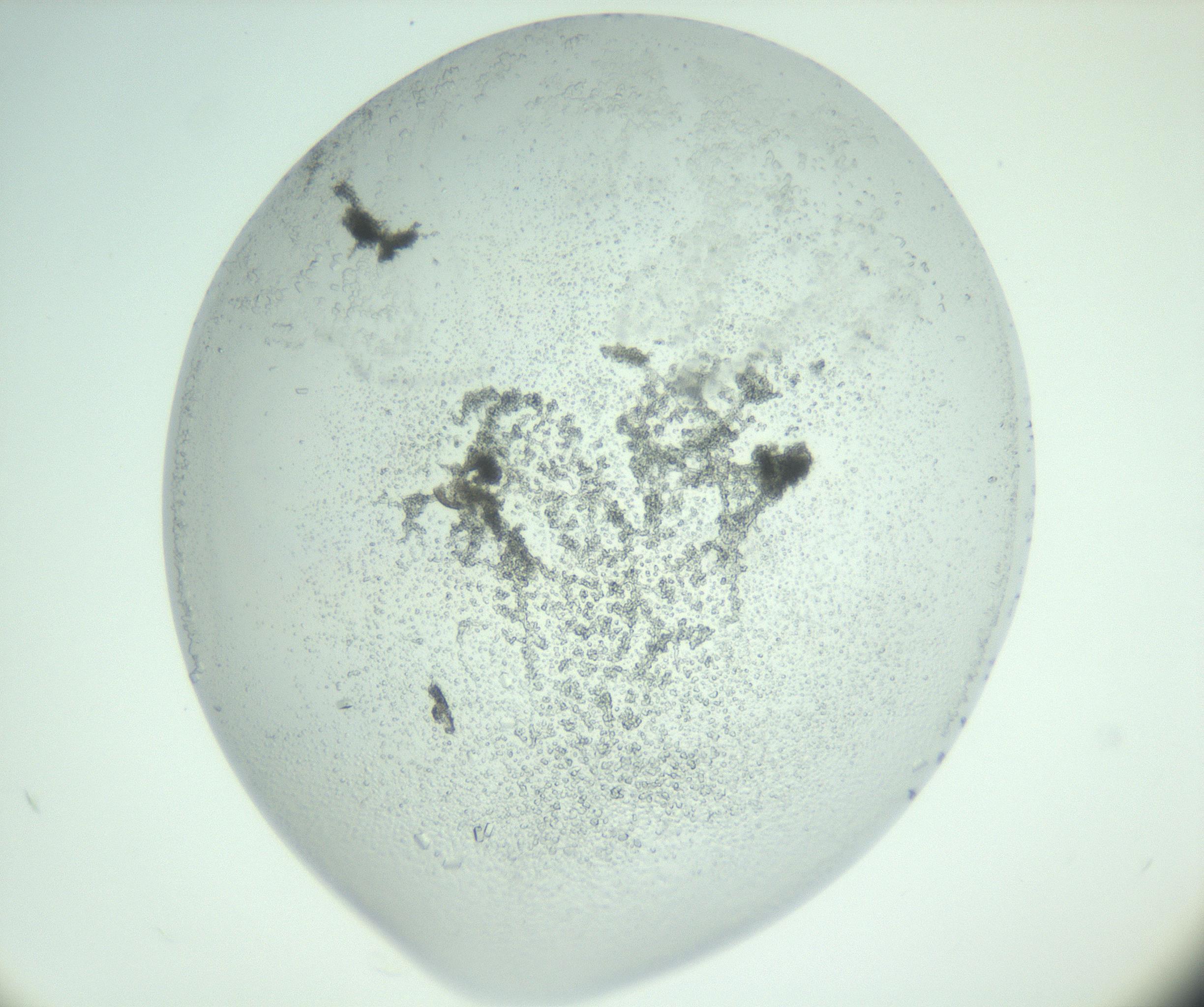 RI01_03_000_0212_Proj1_Clon1_MC_0000MC103007_002_161119_09_04_02_00_99_002_001_RAI.jpg