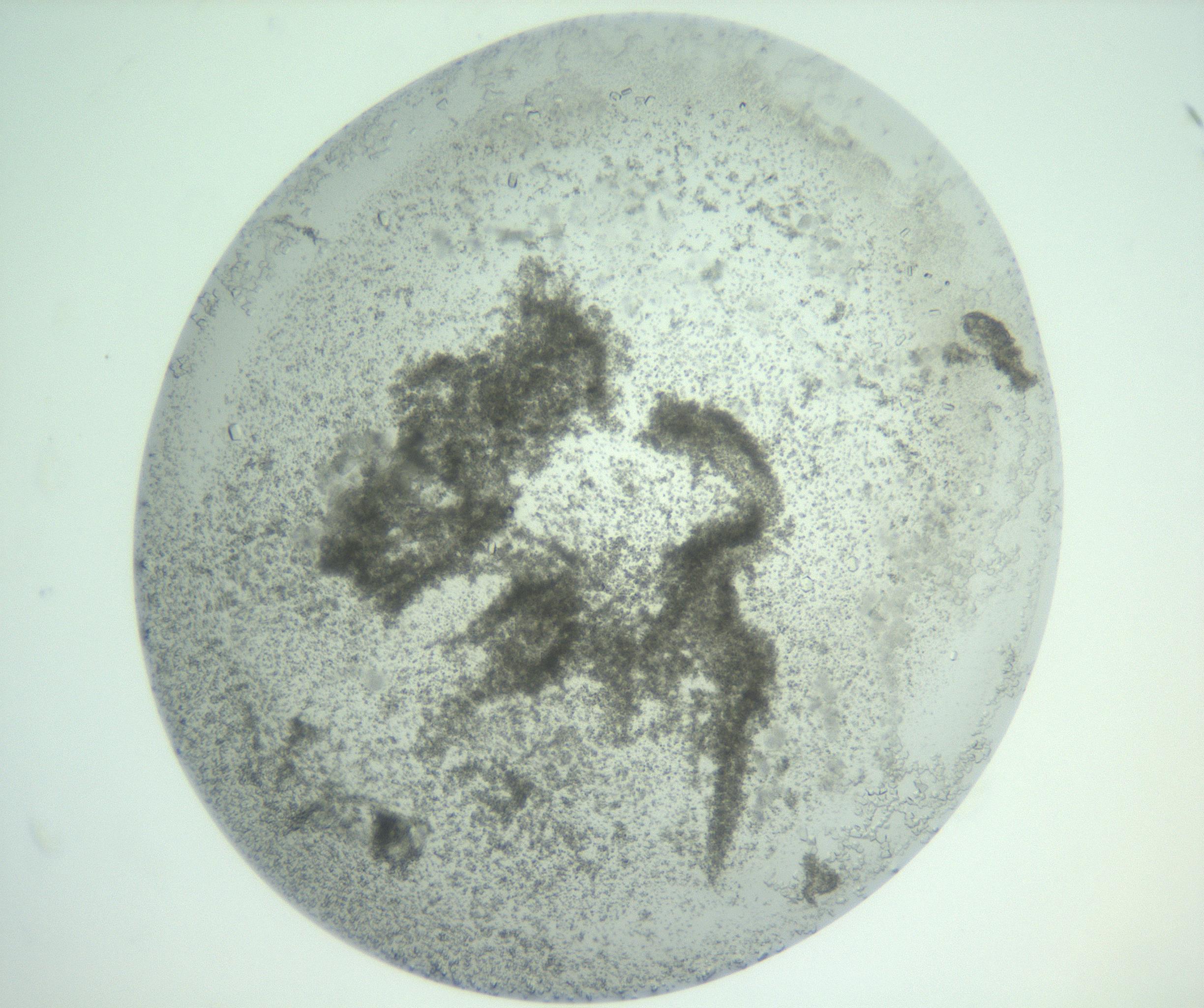 RI01_03_000_0212_Proj1_Clon1_MC_0000MC103007_002_161119_10_08_02_00_99_002_001_RAI.jpg
