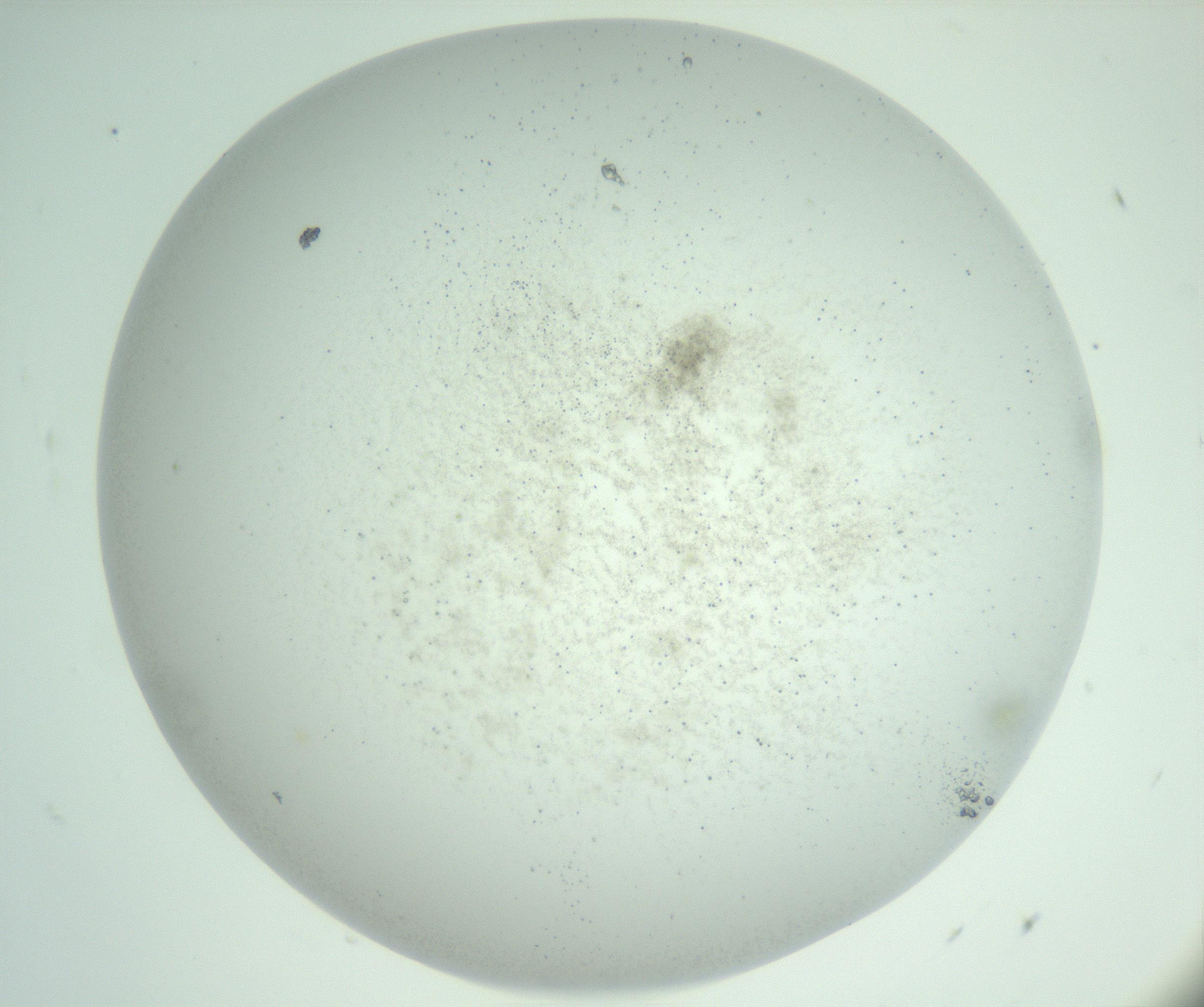 RI01_03_000_0212_Proj1_Clon1_MC_0000MC103007_002_161119_11_03_01_00_99_002_001_RAI.jpg