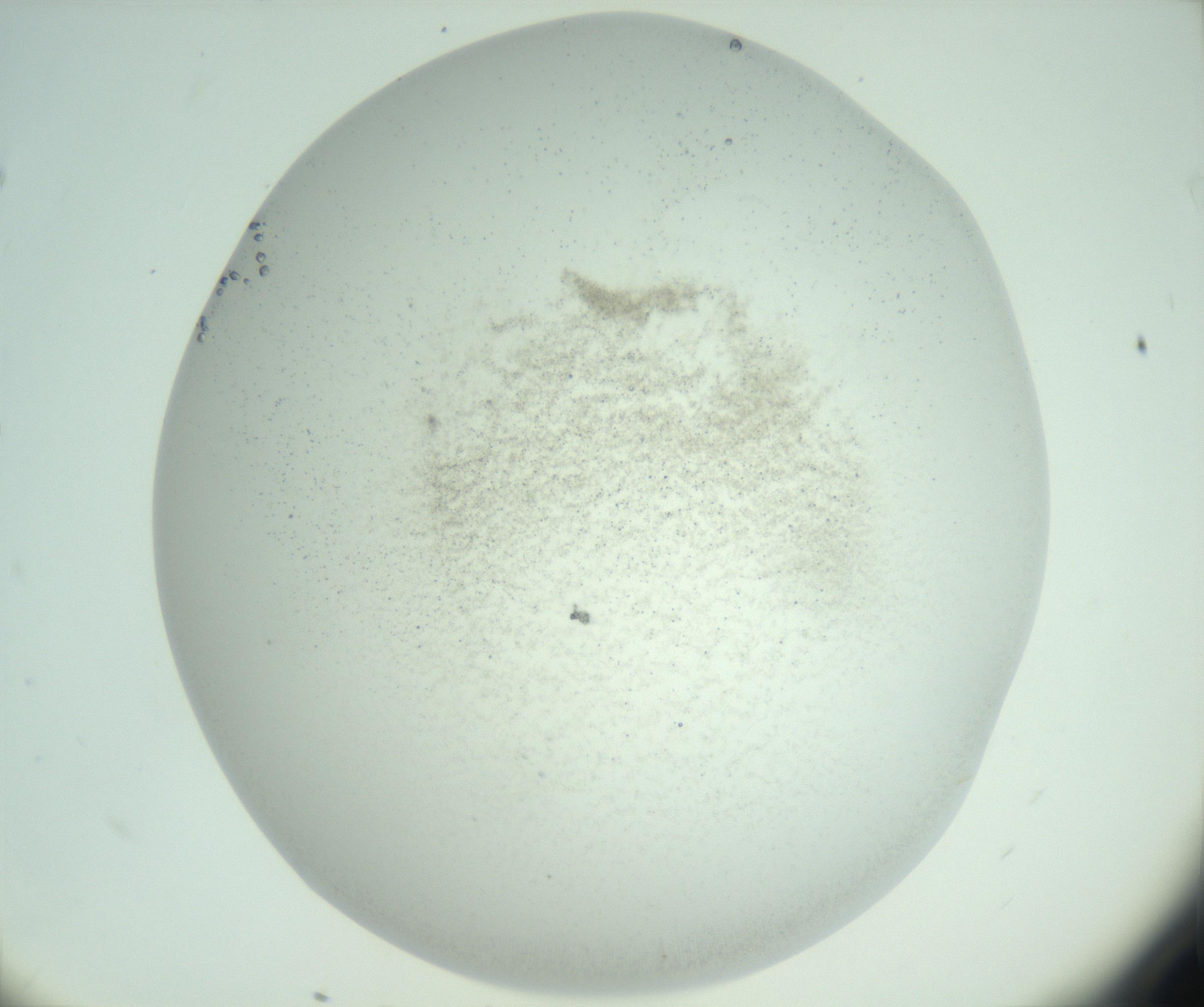 RI01_03_000_0212_Proj1_Clon1_MC_0000MC103007_002_161119_11_03_02_00_99_002_001_RAI.jpg