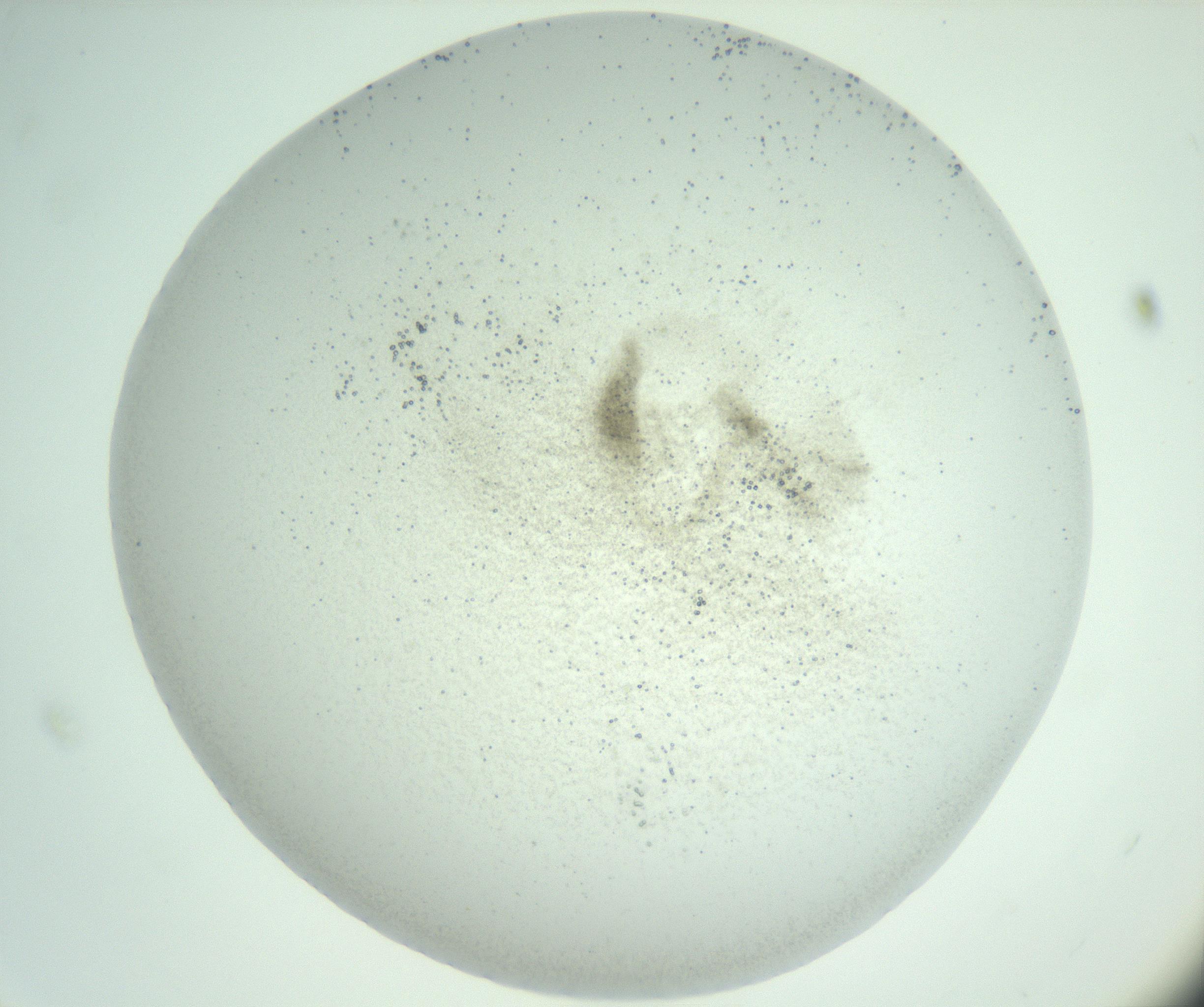 RI01_03_000_0212_Proj1_Clon1_MC_0000MC103007_002_161119_11_04_01_00_99_002_001_RAI.jpg