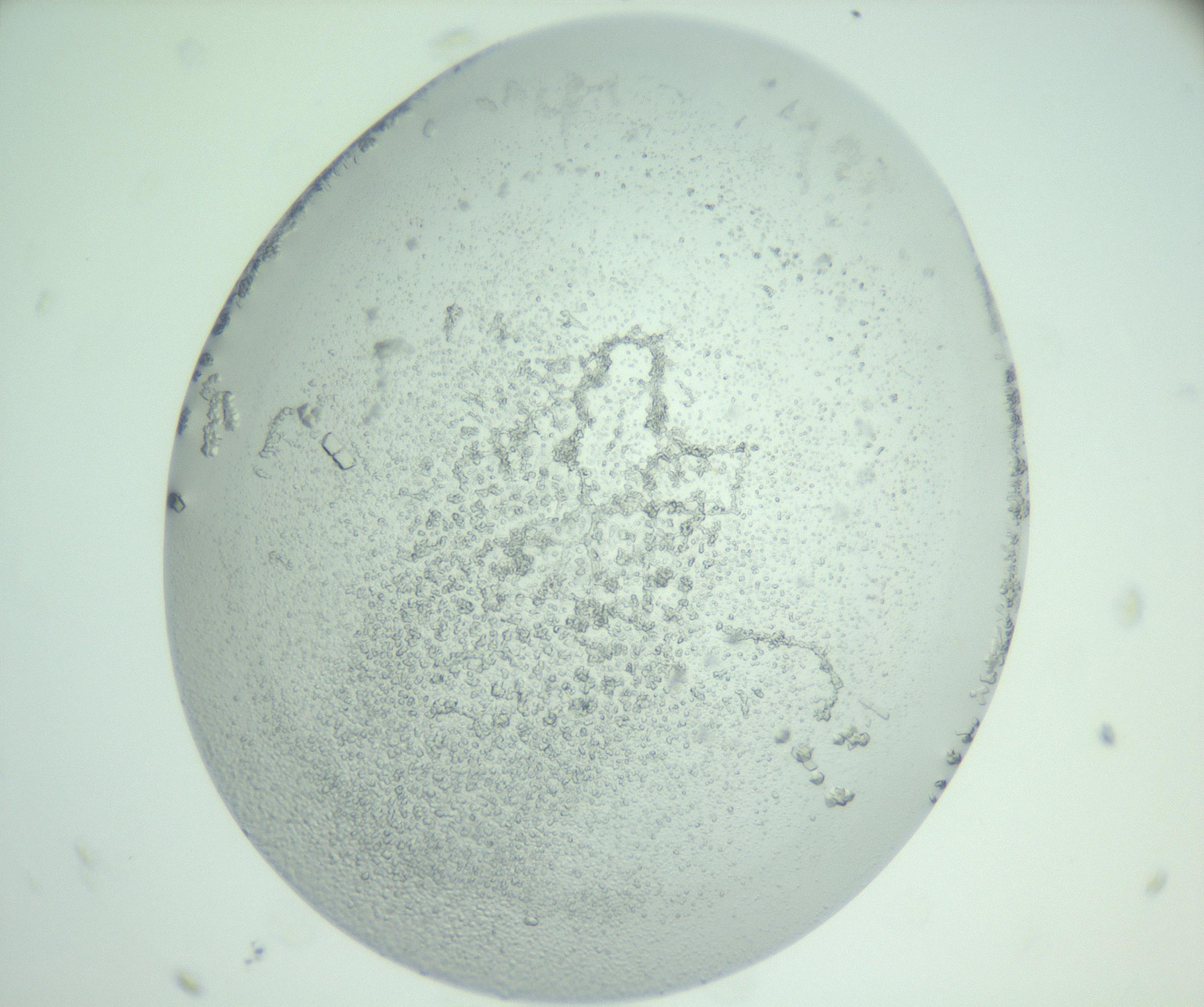 RI01_03_000_0212_Proj1_Clon1_MC_0000MC103007_002_161119_11_08_02_00_99_002_001_RAI.jpg