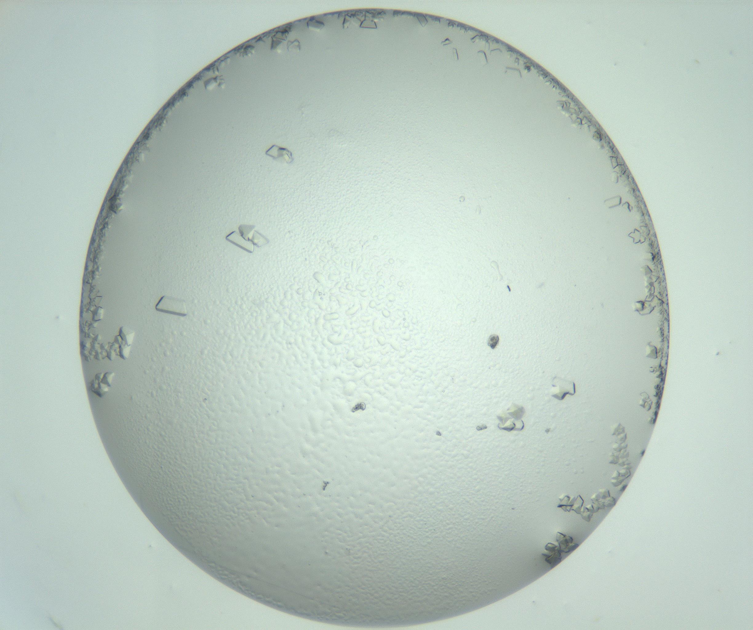 RI01_03_000_0212_Proj1_Clon1_MC_0000MC103007_002_161119_12_08_02_00_99_002_001_RAI.jpg
