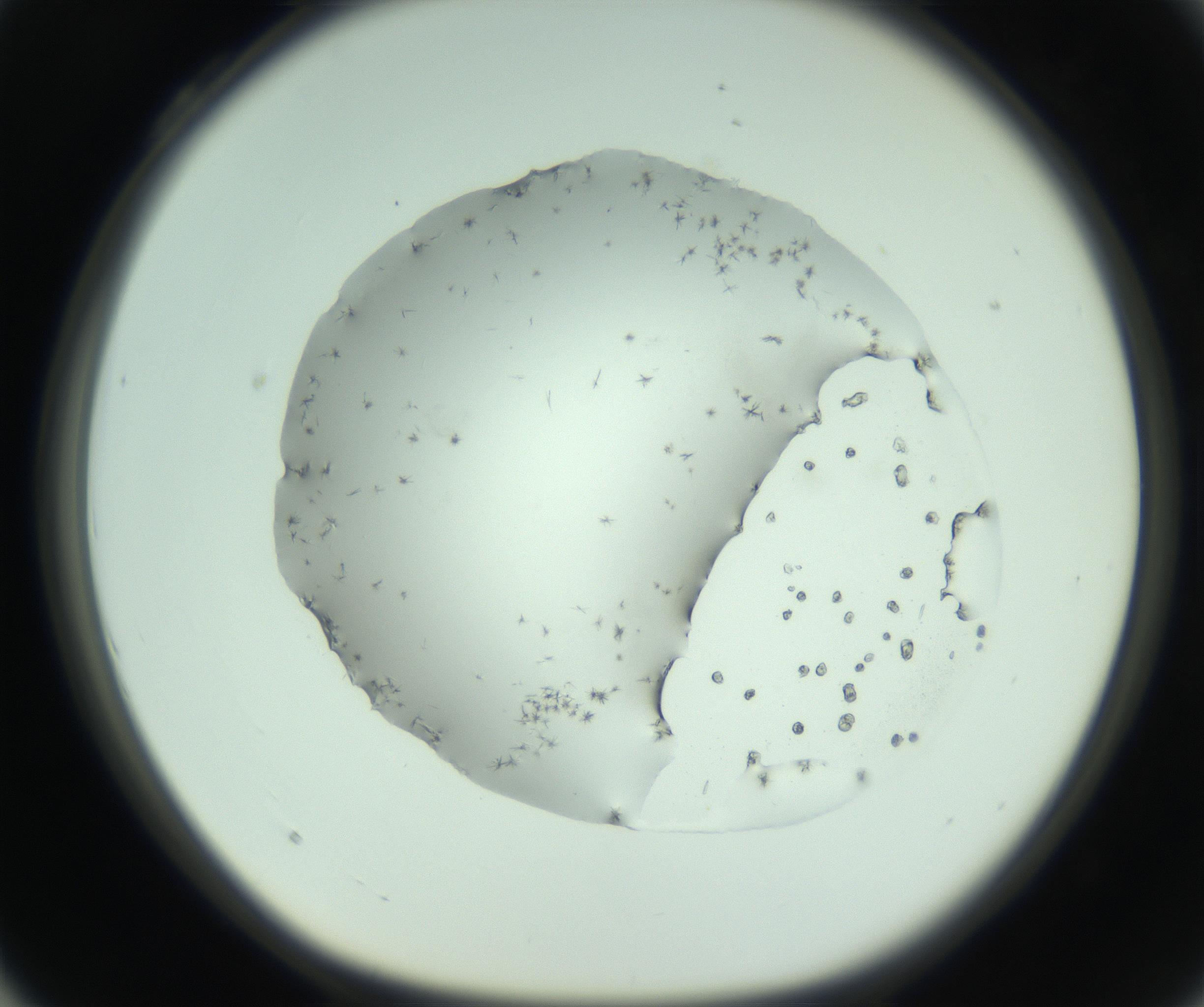 RI01_03_000_0212_Proj1_Clon1_MC_0000MC103007_003_161121_04_03_01_00_99_002_001_RAI.jpg