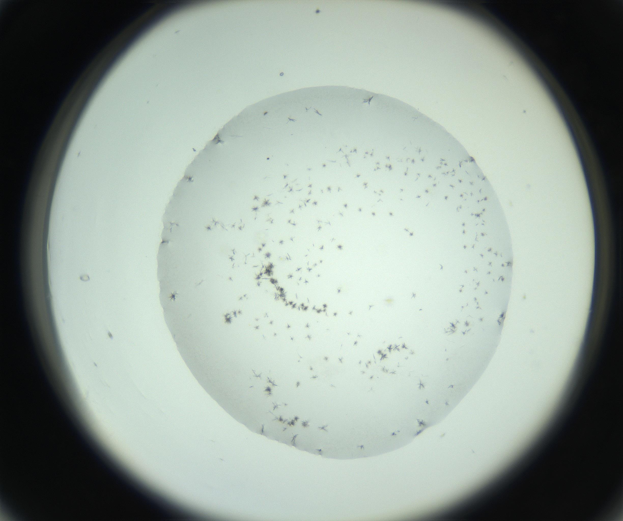 RI01_03_000_0212_Proj1_Clon1_MC_0000MC103007_003_161121_04_03_02_00_99_002_001_RAI.jpg