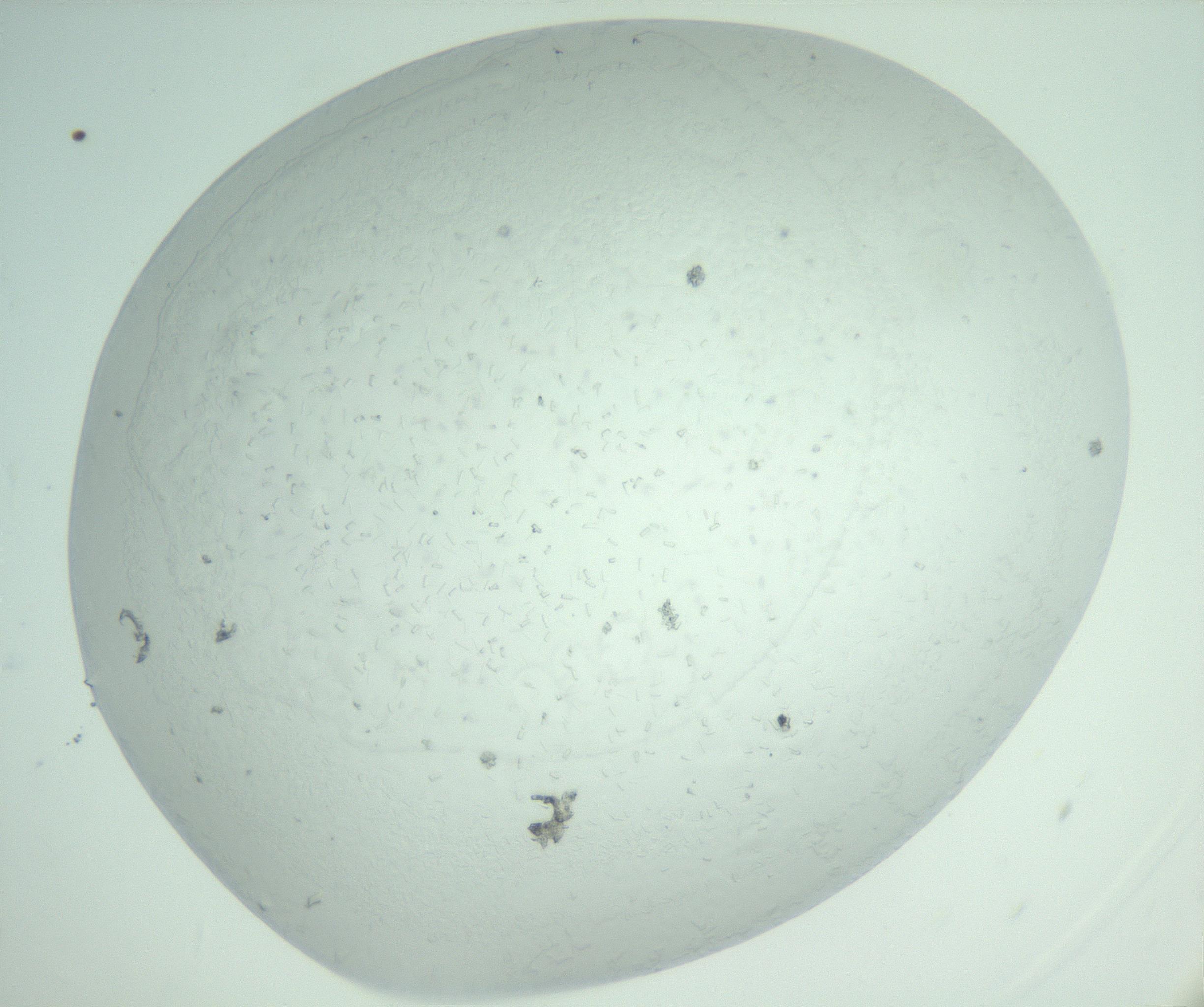 RI01_03_000_0212_Proj1_Clon1_MC_0000MC103007_004_161123_05_07_02_00_99_002_001_RAI.jpg