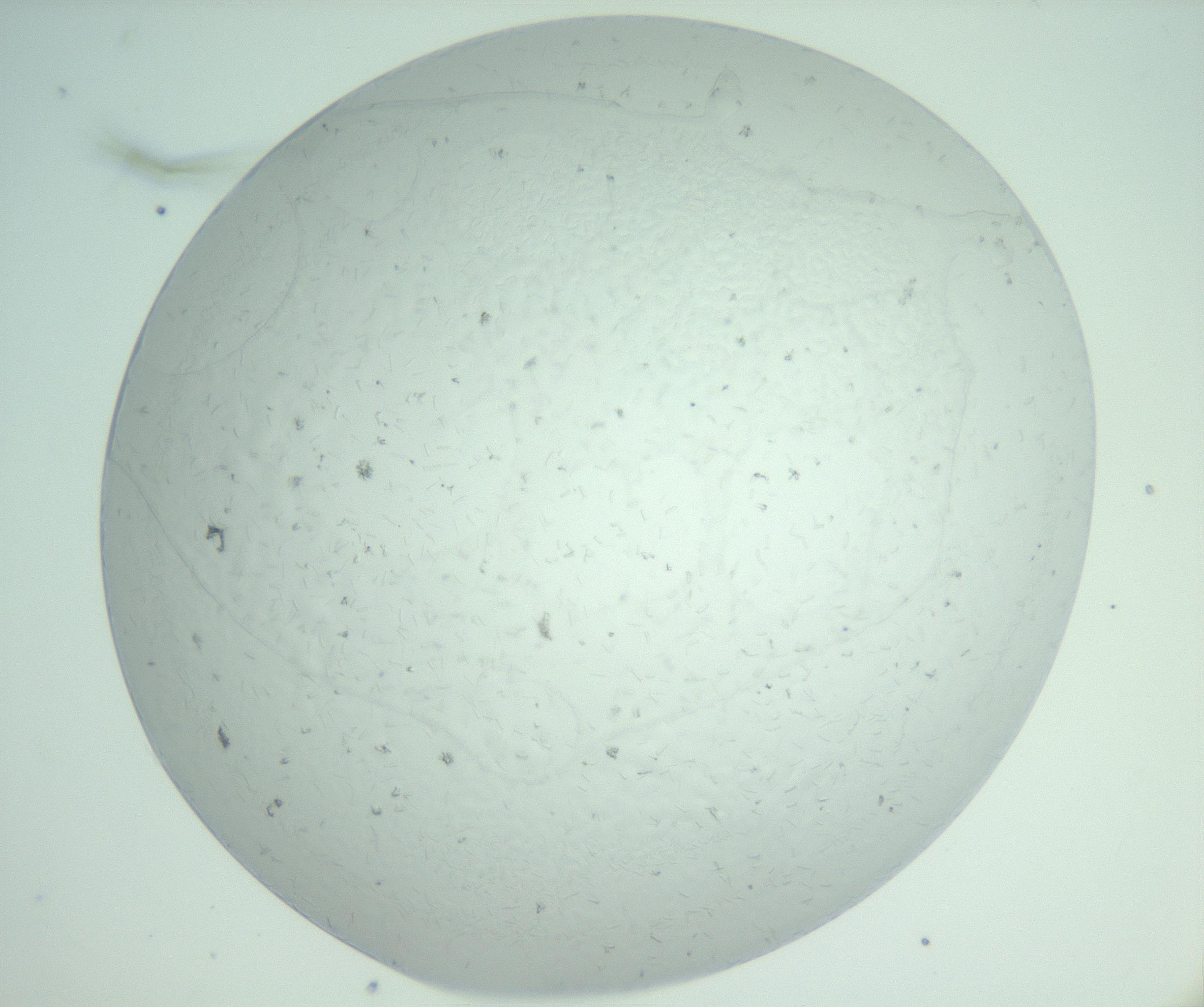 RI01_03_000_0212_Proj1_Clon1_MC_0000MC103007_004_161123_06_07_02_00_99_002_001_RAI.jpg