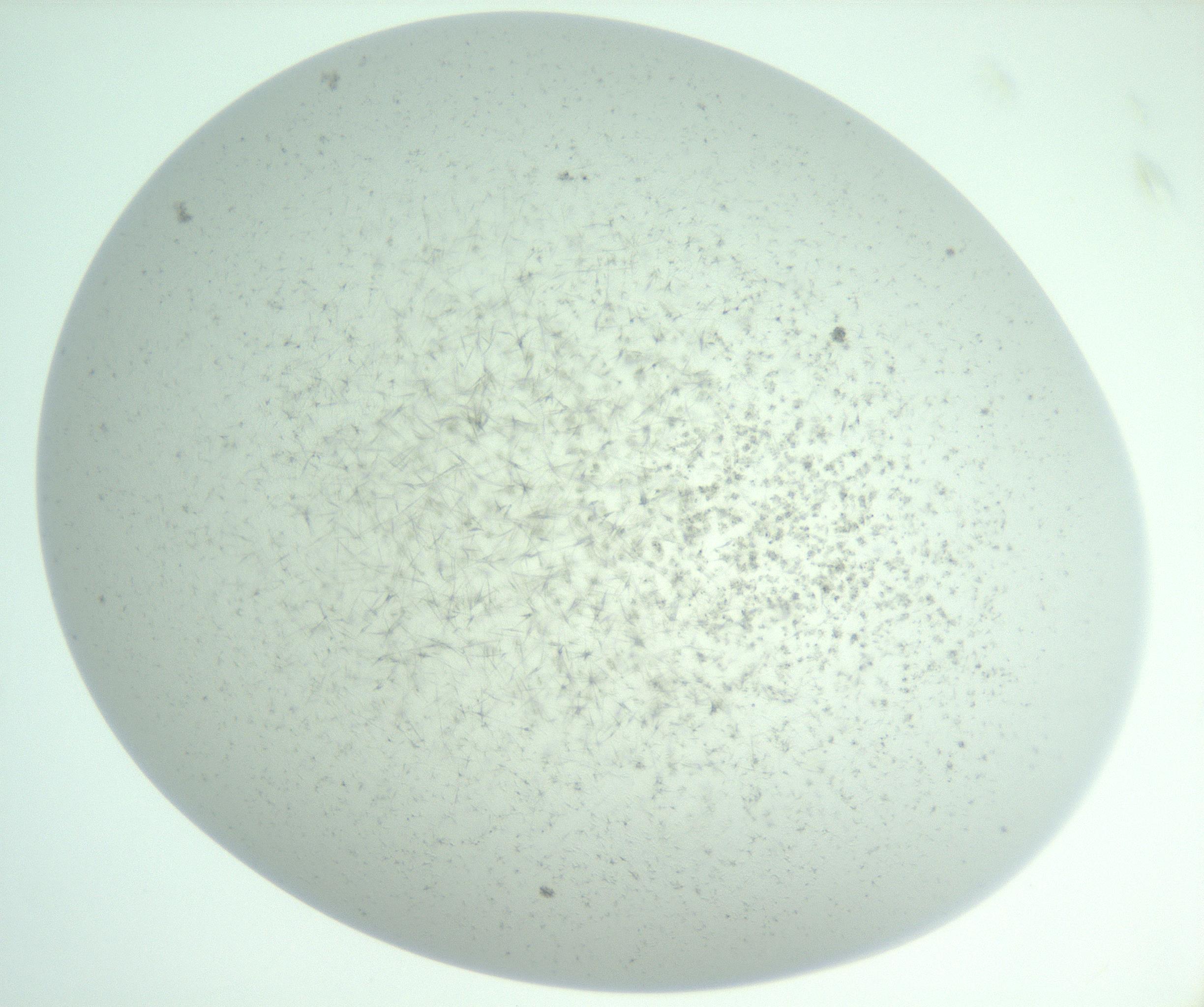 RI01_03_000_0212_Proj1_Clon1_MC_0000MC103007_006_161128_01_06_01_00_99_002_001_RAI.jpg