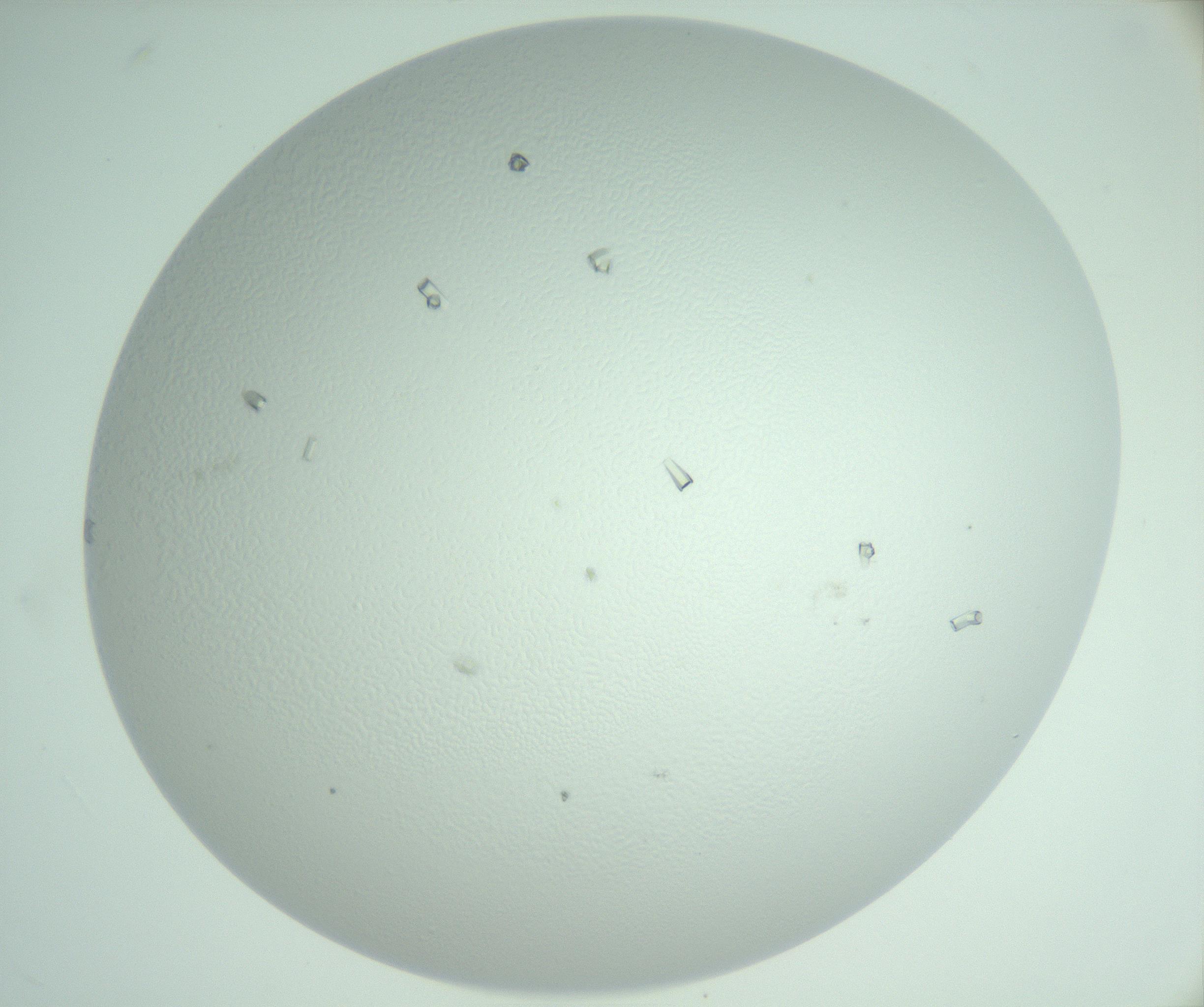 RI01_03_000_0212_Proj1_Clon1_MC_0000MC103007_006_161128_02_06_02_00_99_002_001_RAI.jpg